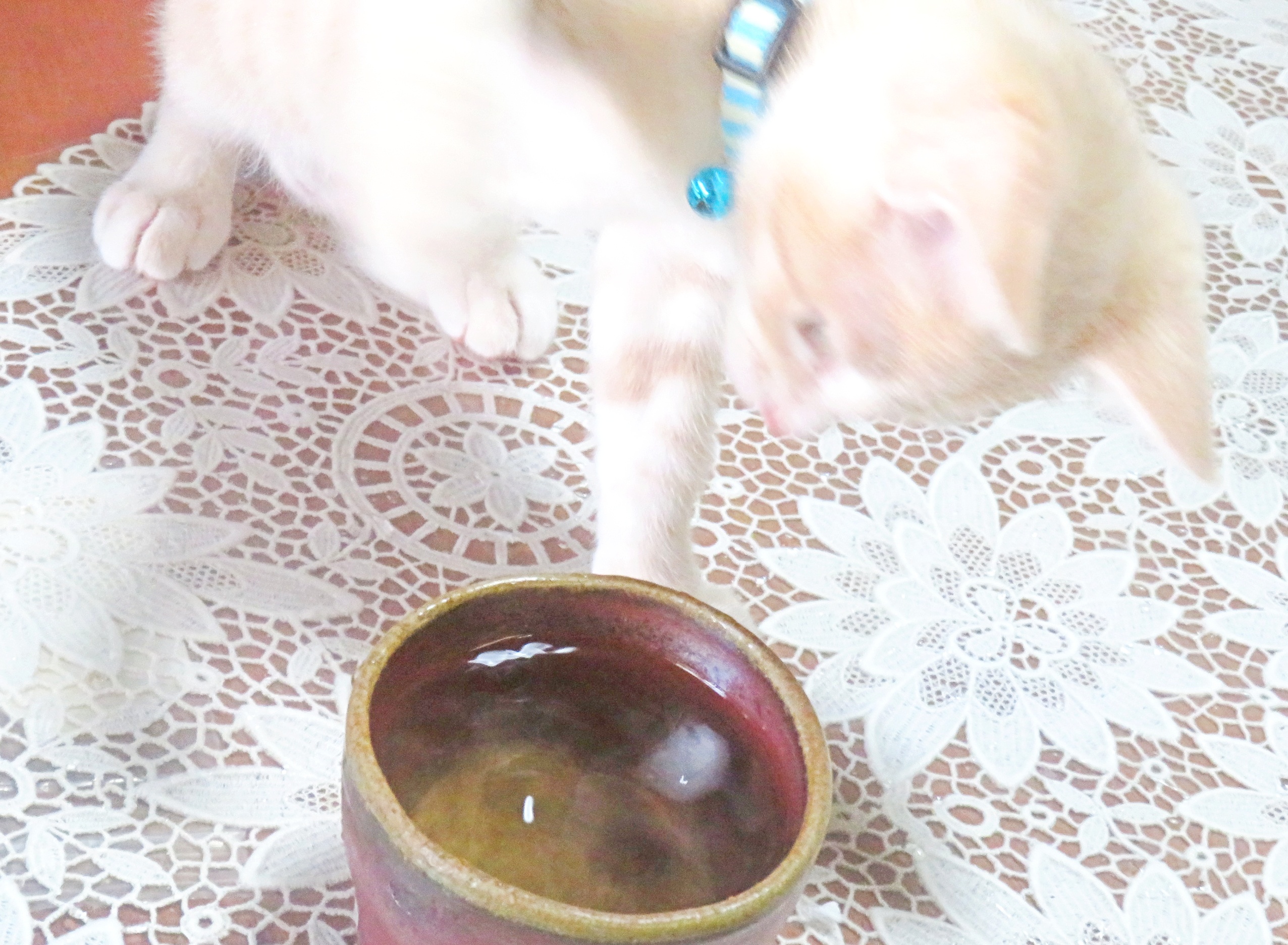 こねこ、そら、水飲み