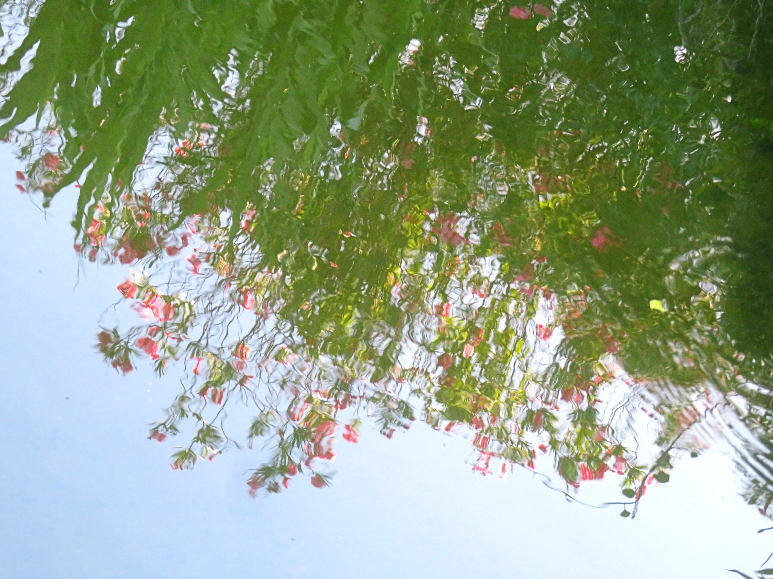 夾竹桃と水鏡