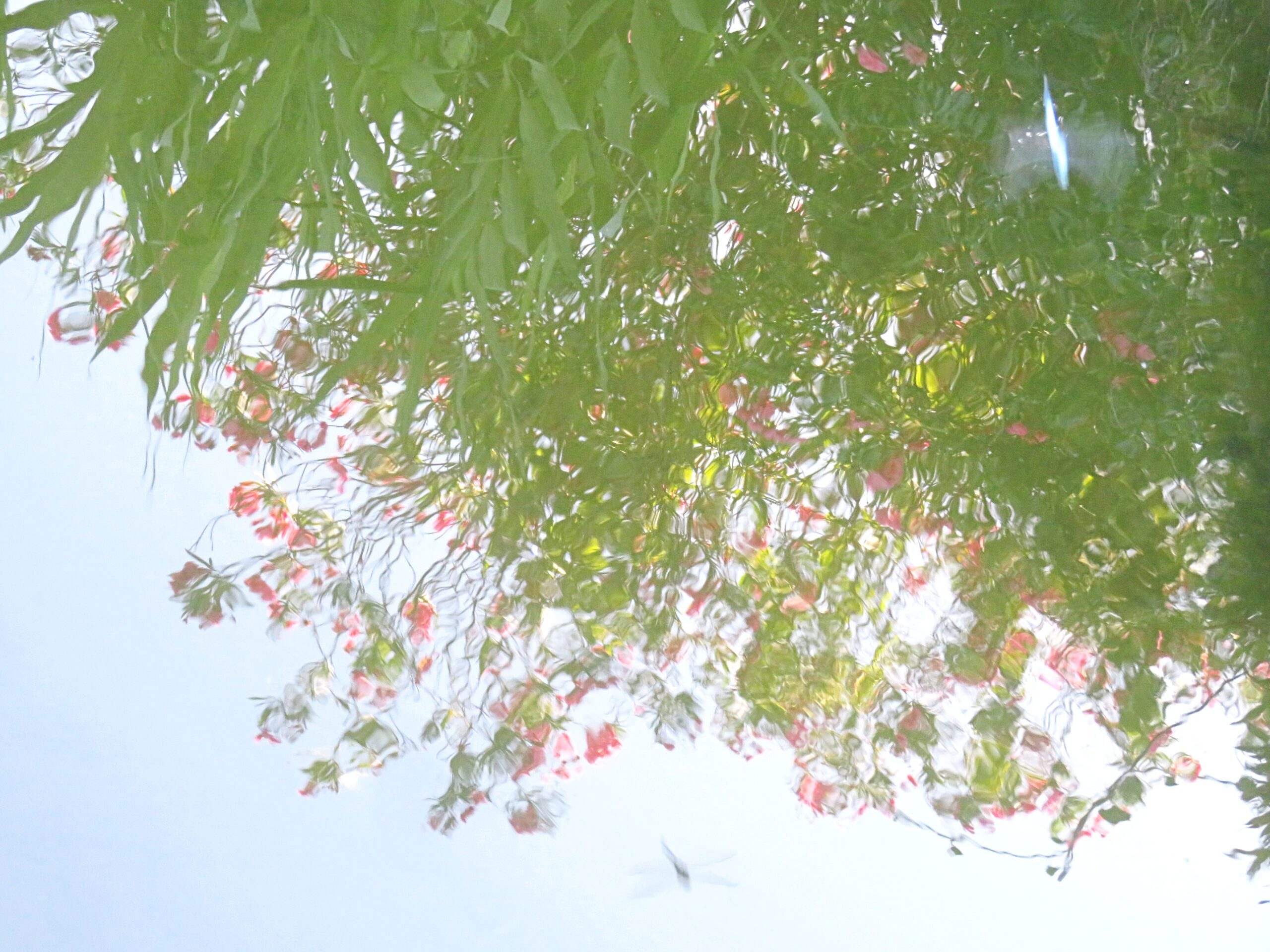 夾竹桃と水鏡