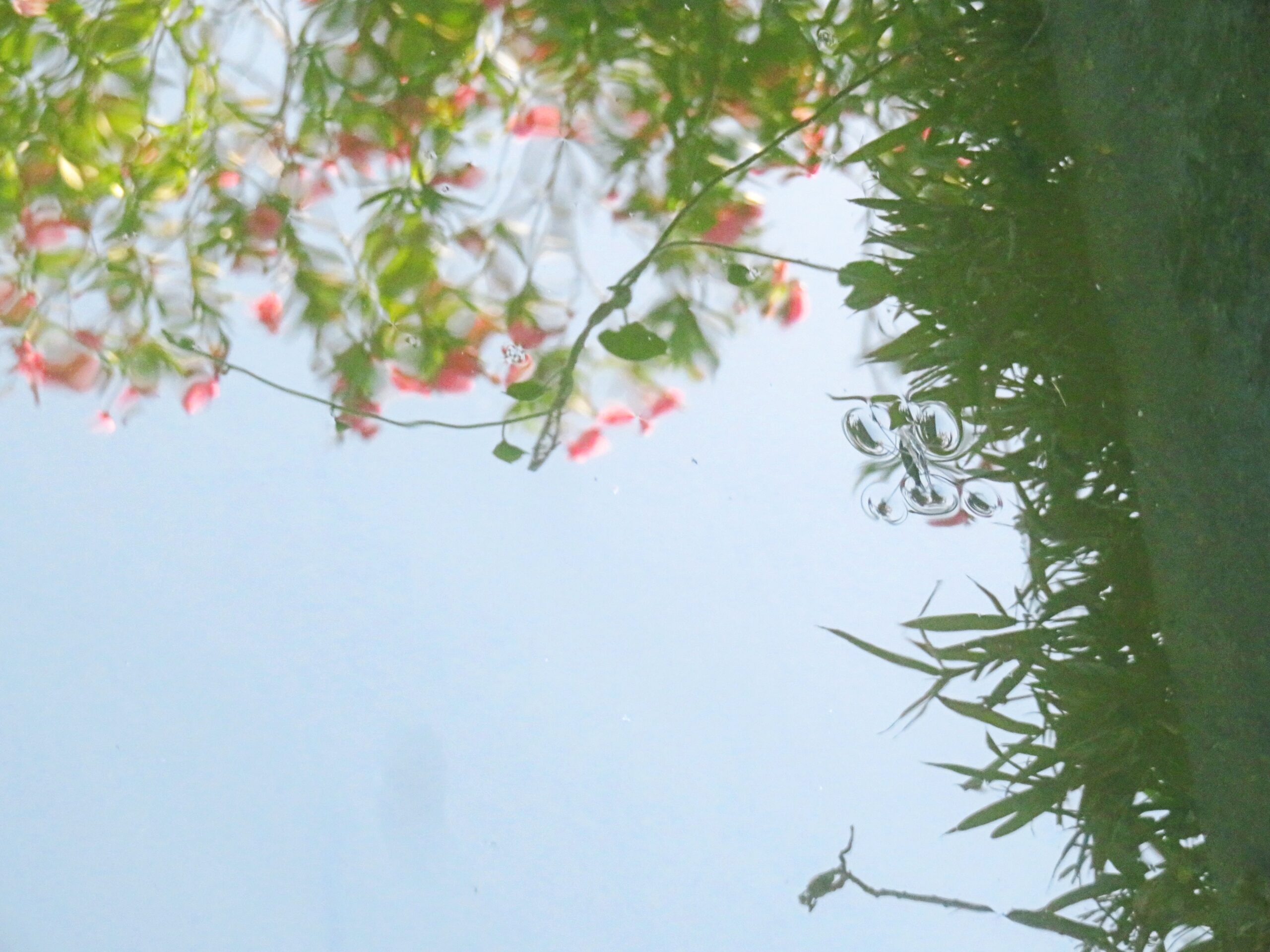 夾竹桃と水鏡