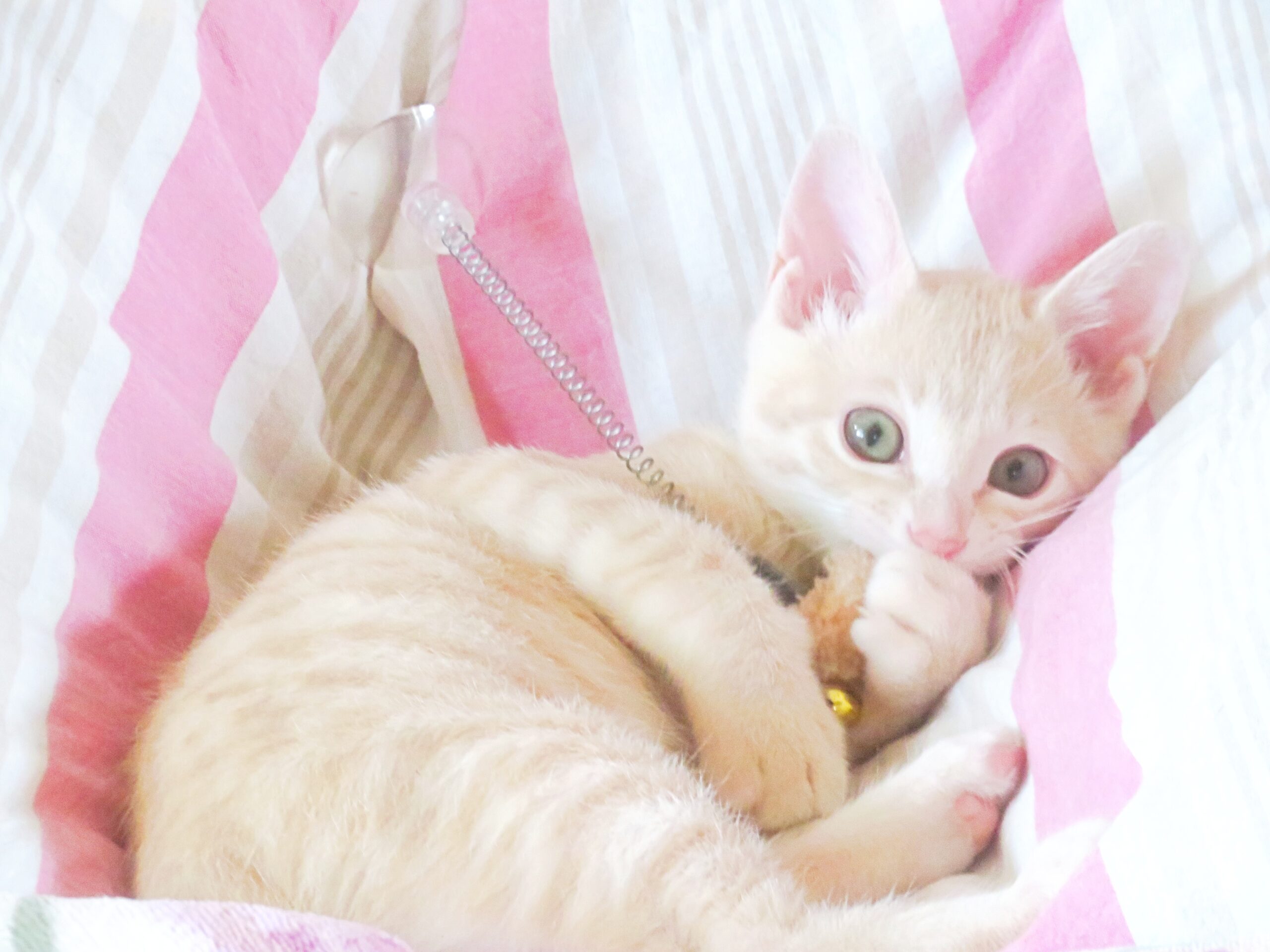 こねこ、そら、ベッド