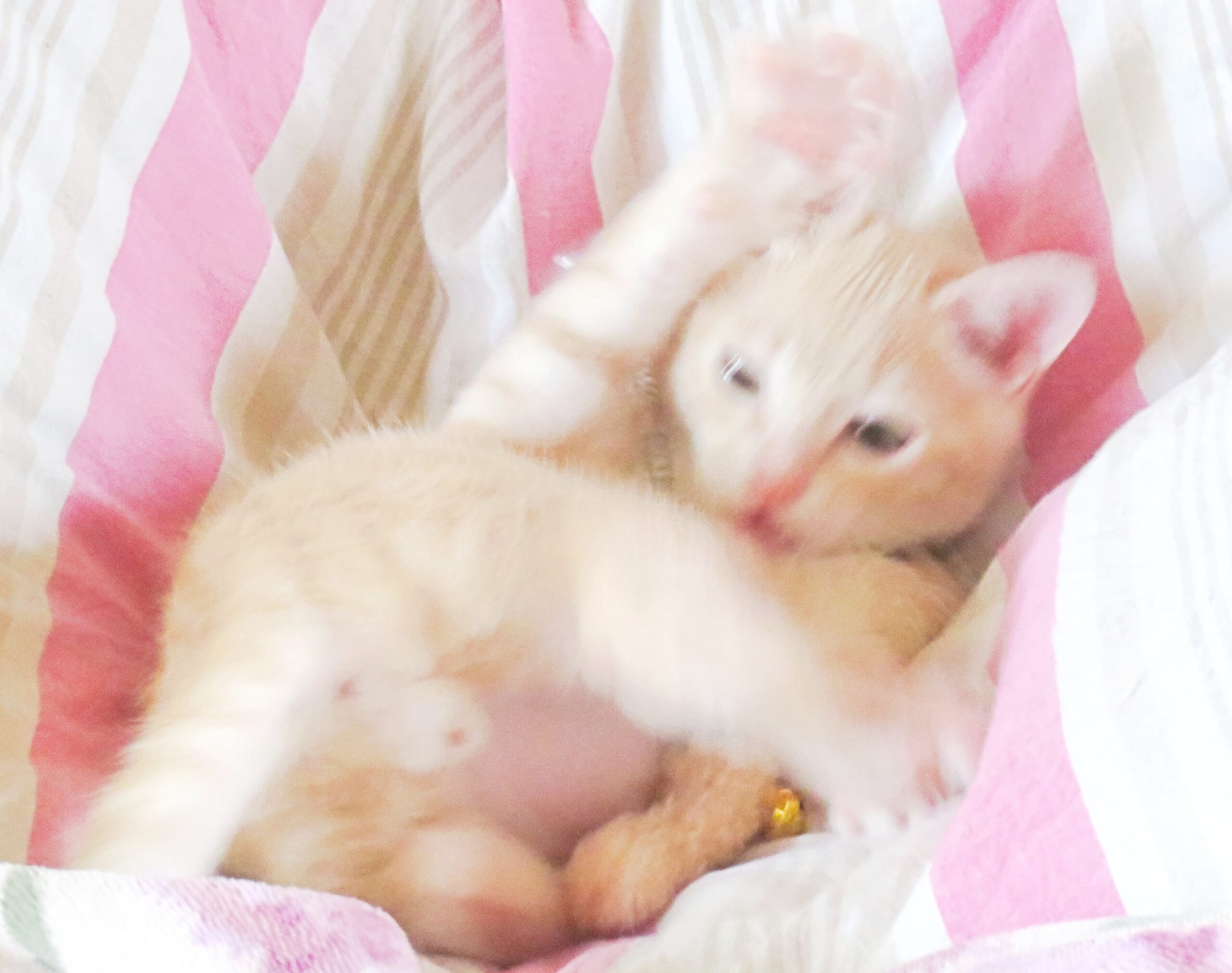 こねこ、そら、ベッド