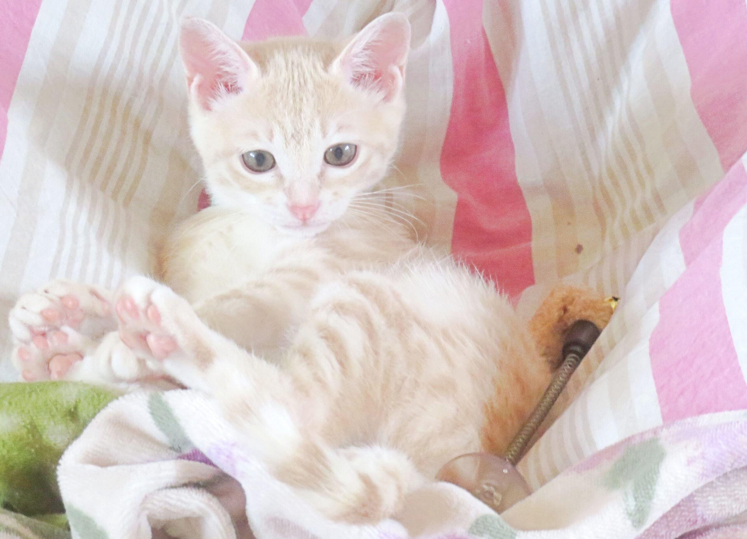 こねこ、そら、ベッド