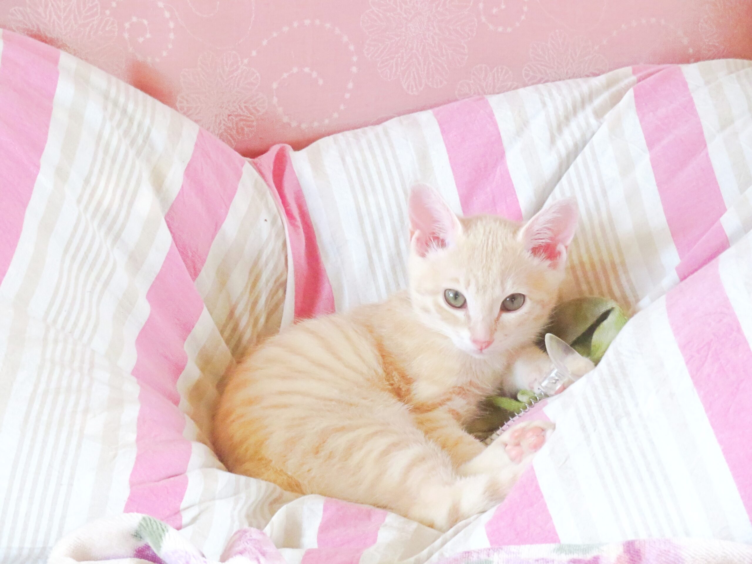 こねこ、そら、遊ぶ