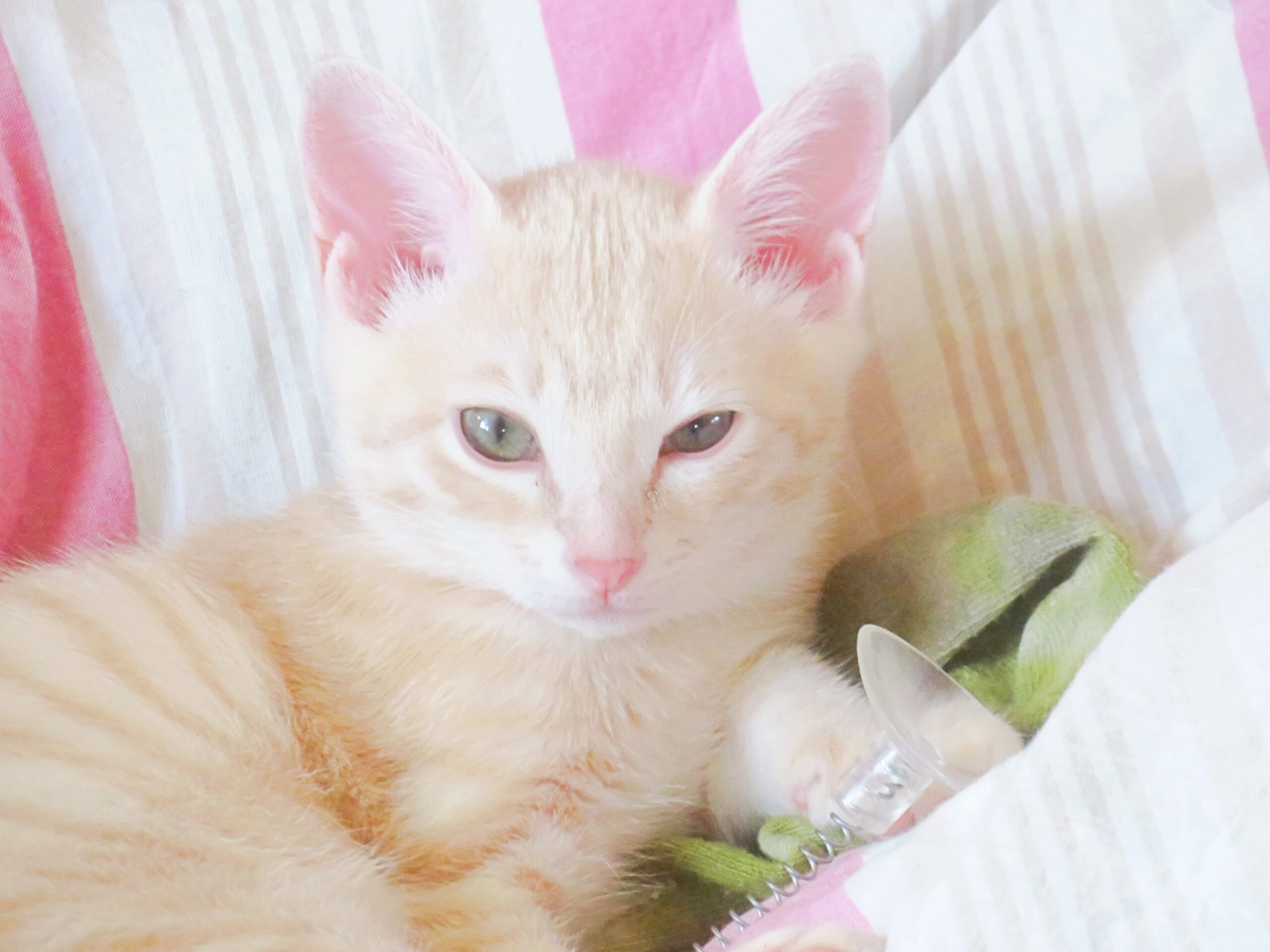 こねこ、そら、遊ぶ