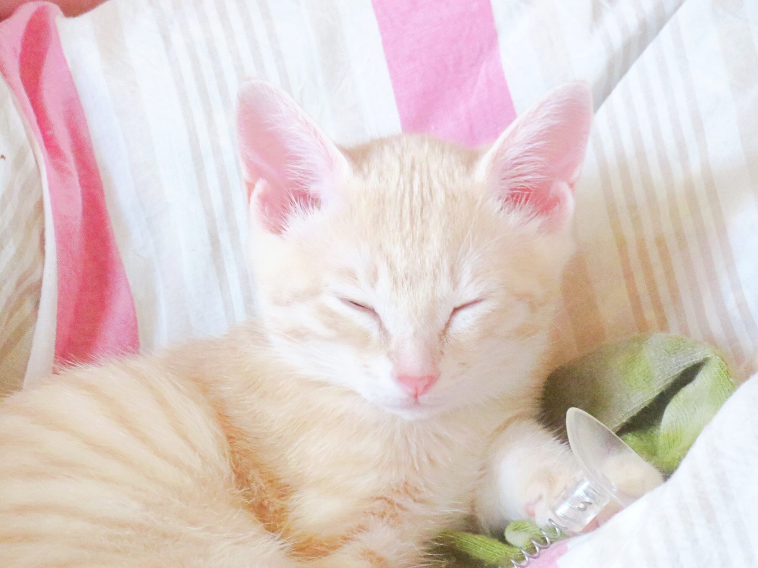 こねこ、そら、遊ぶ
