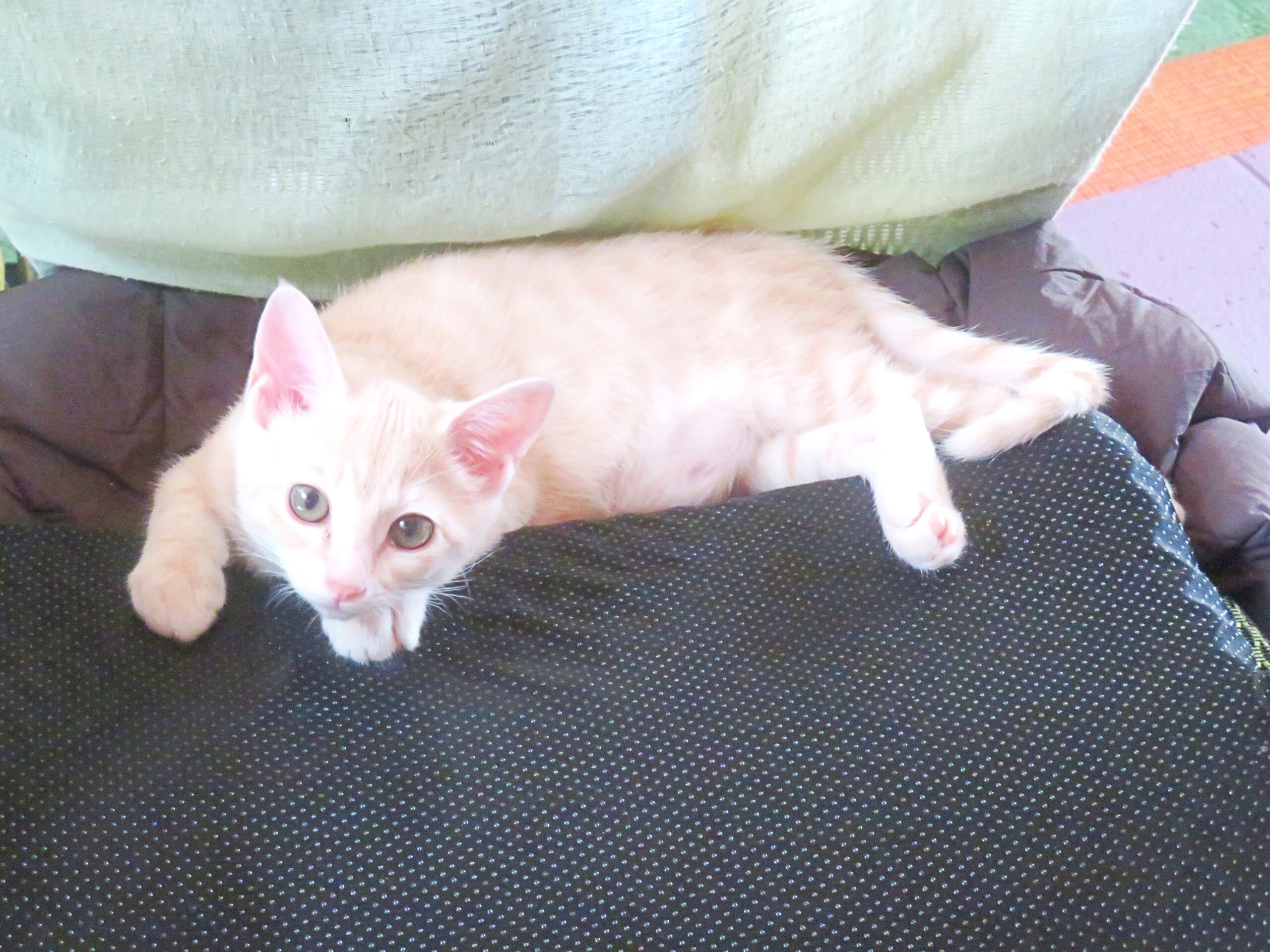 こねこ、そら、遊ぶ