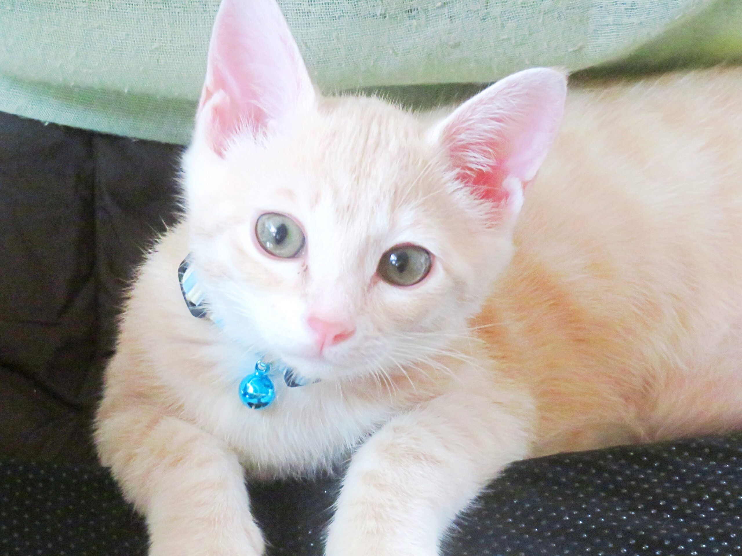 こねこ、そら、遊ぶ