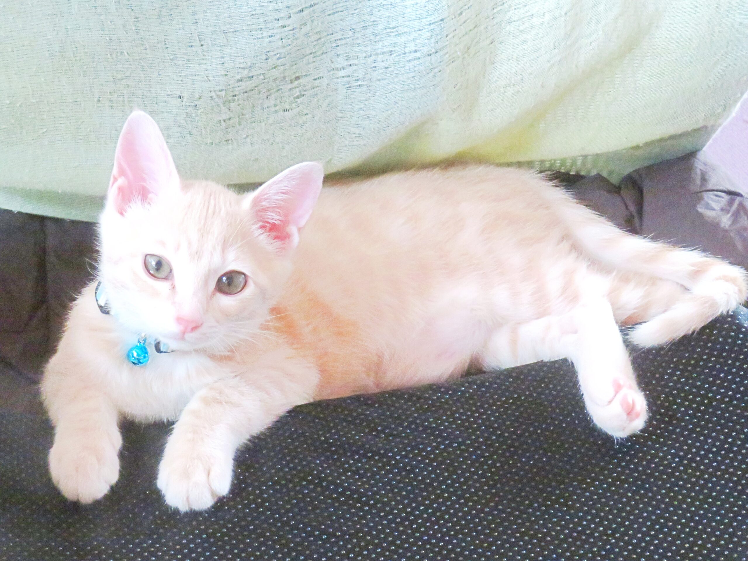 こねこ、そら、遊ぶ