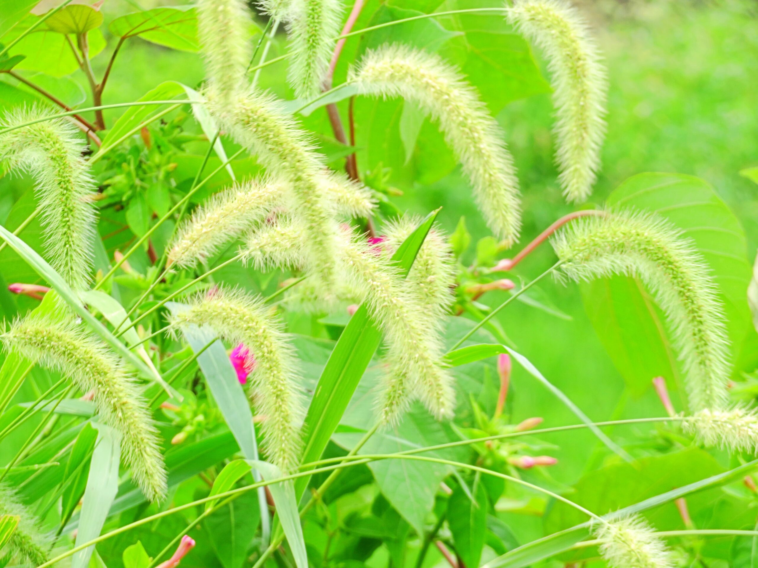 猫じゃらしとホウセンカ(鳳仙花)