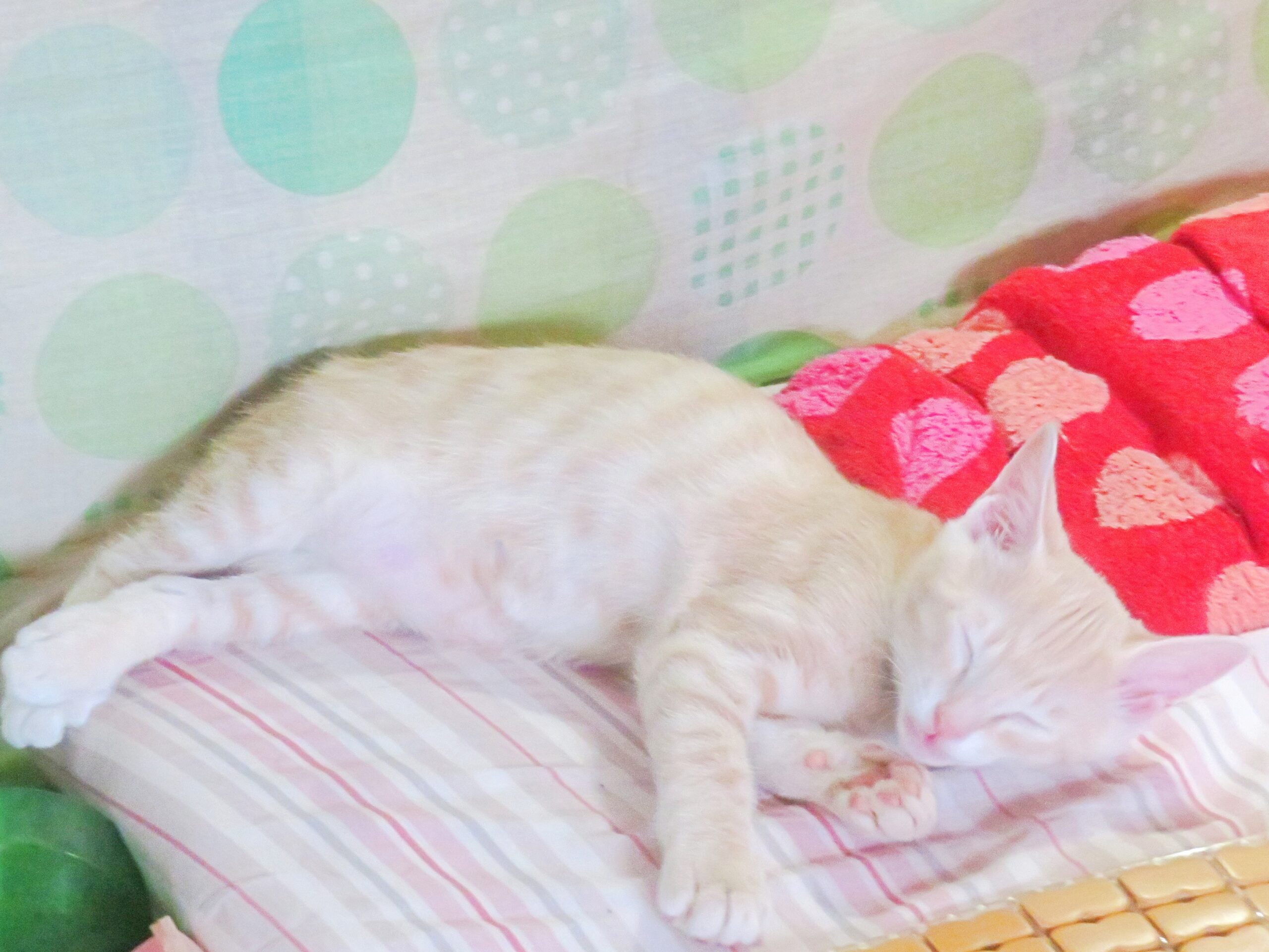 こねこ、そら、ベッド