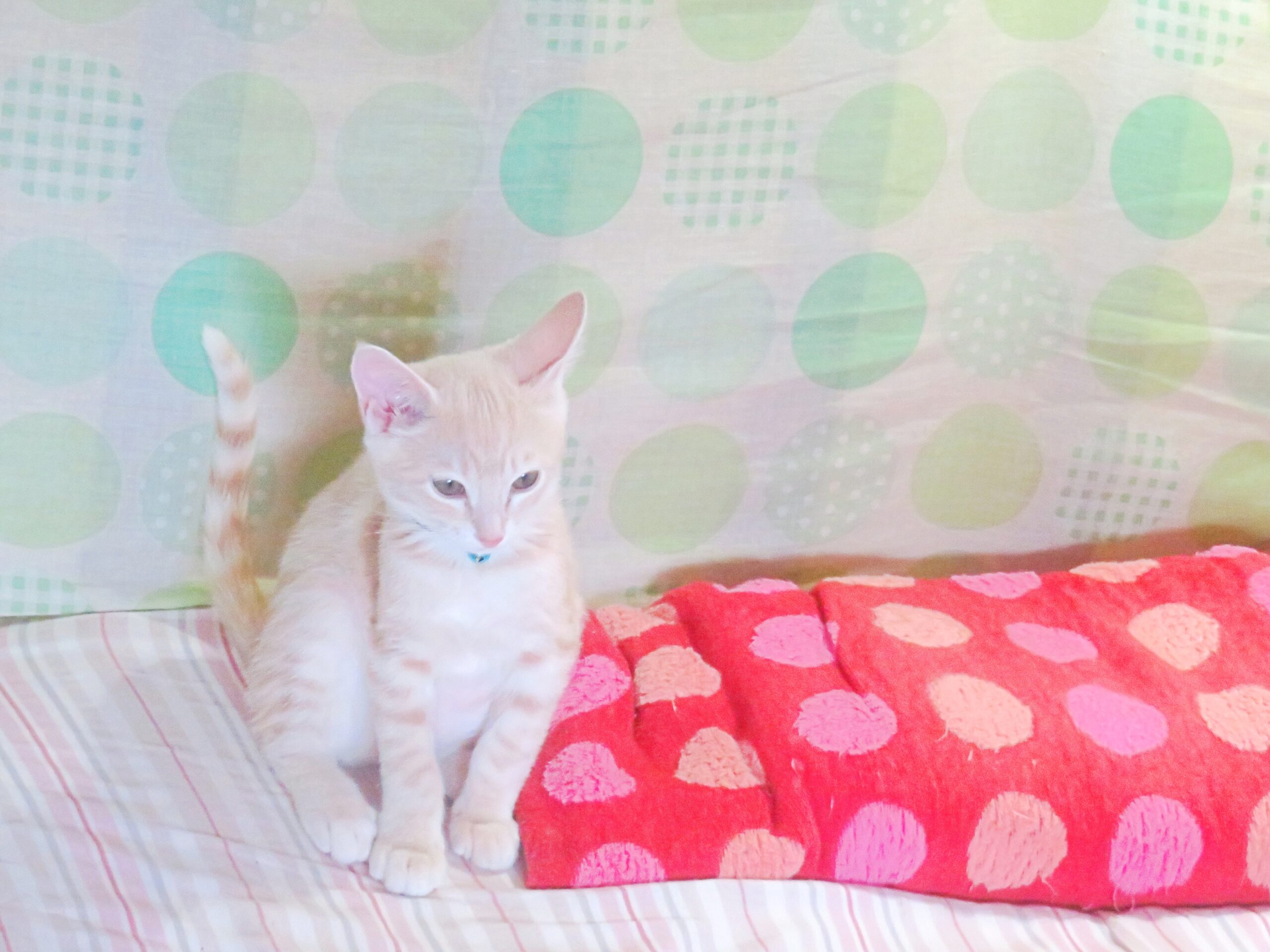 こねこ、そら、ベッド
