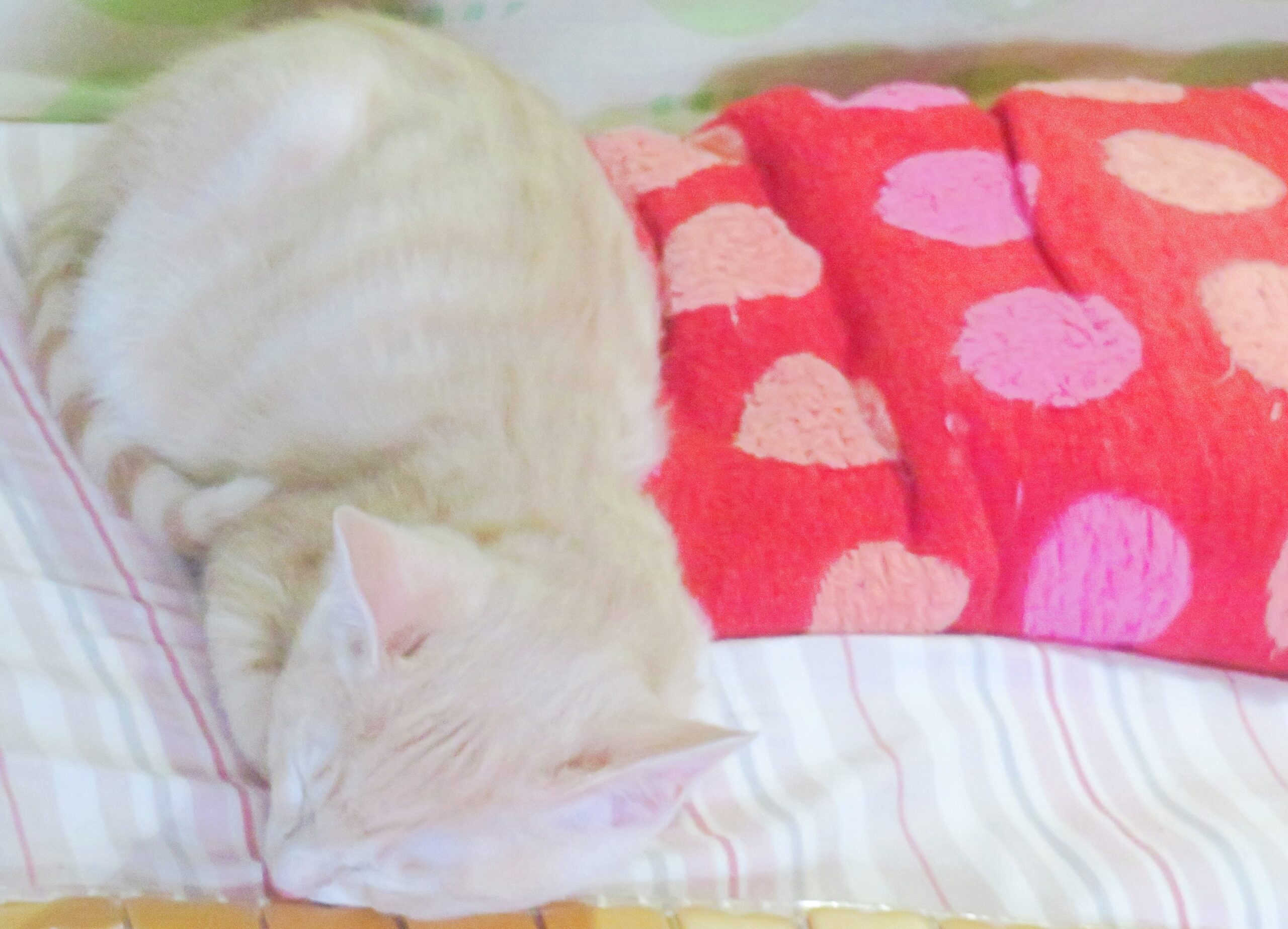 こねこ、そら、ベッド