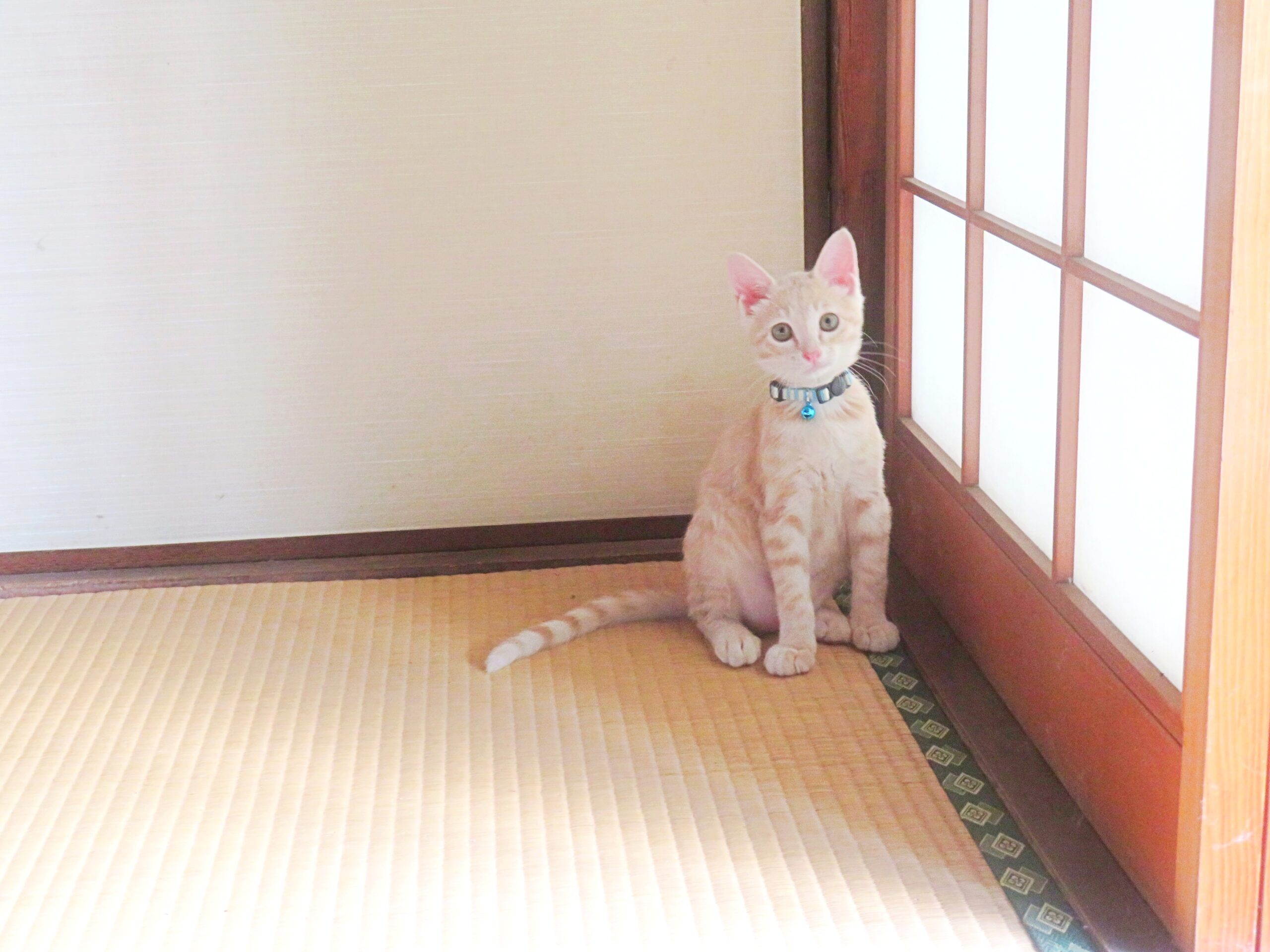 こねこ、そら、遊ぶ
