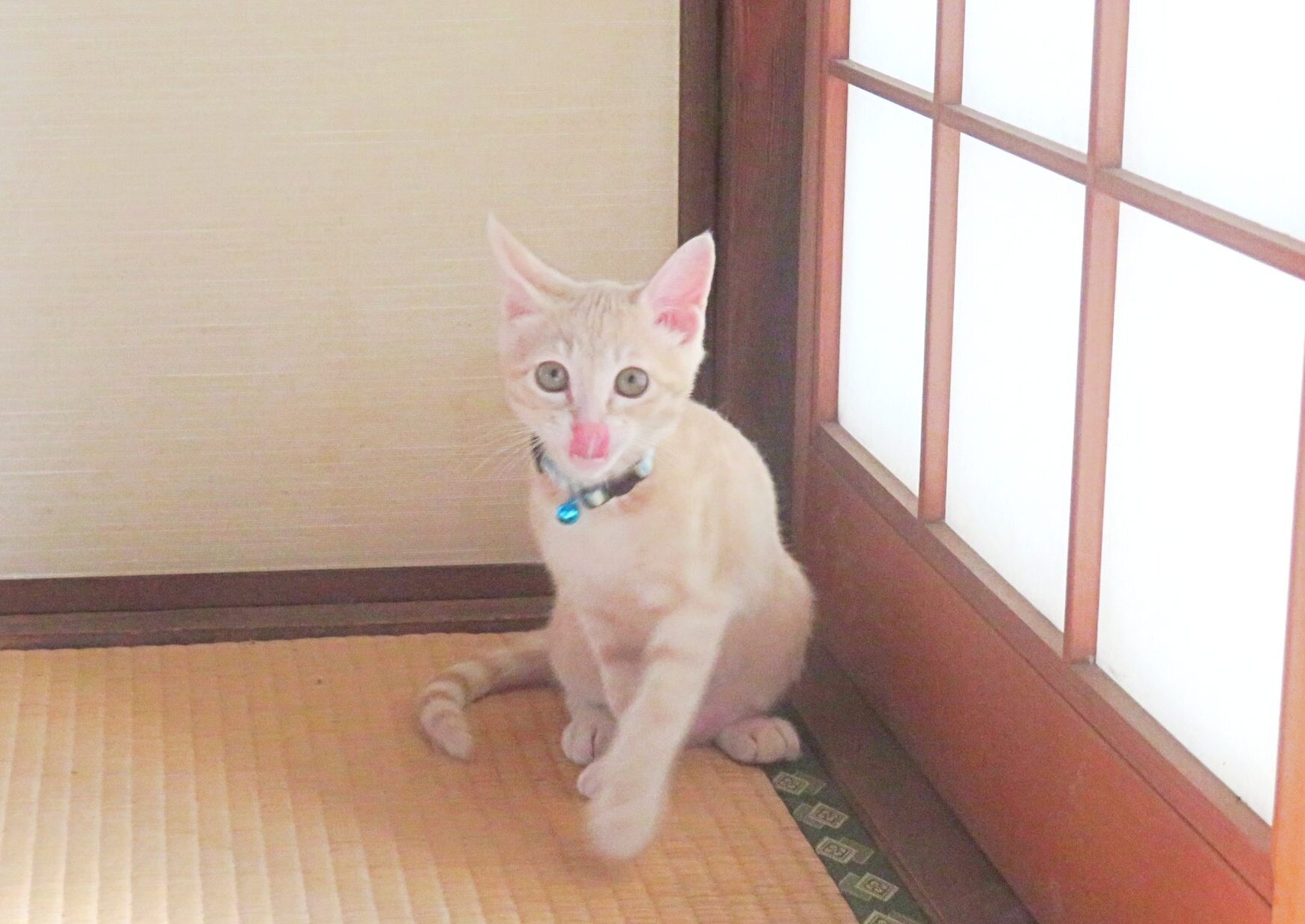 こねこ、そら、遊ぶ