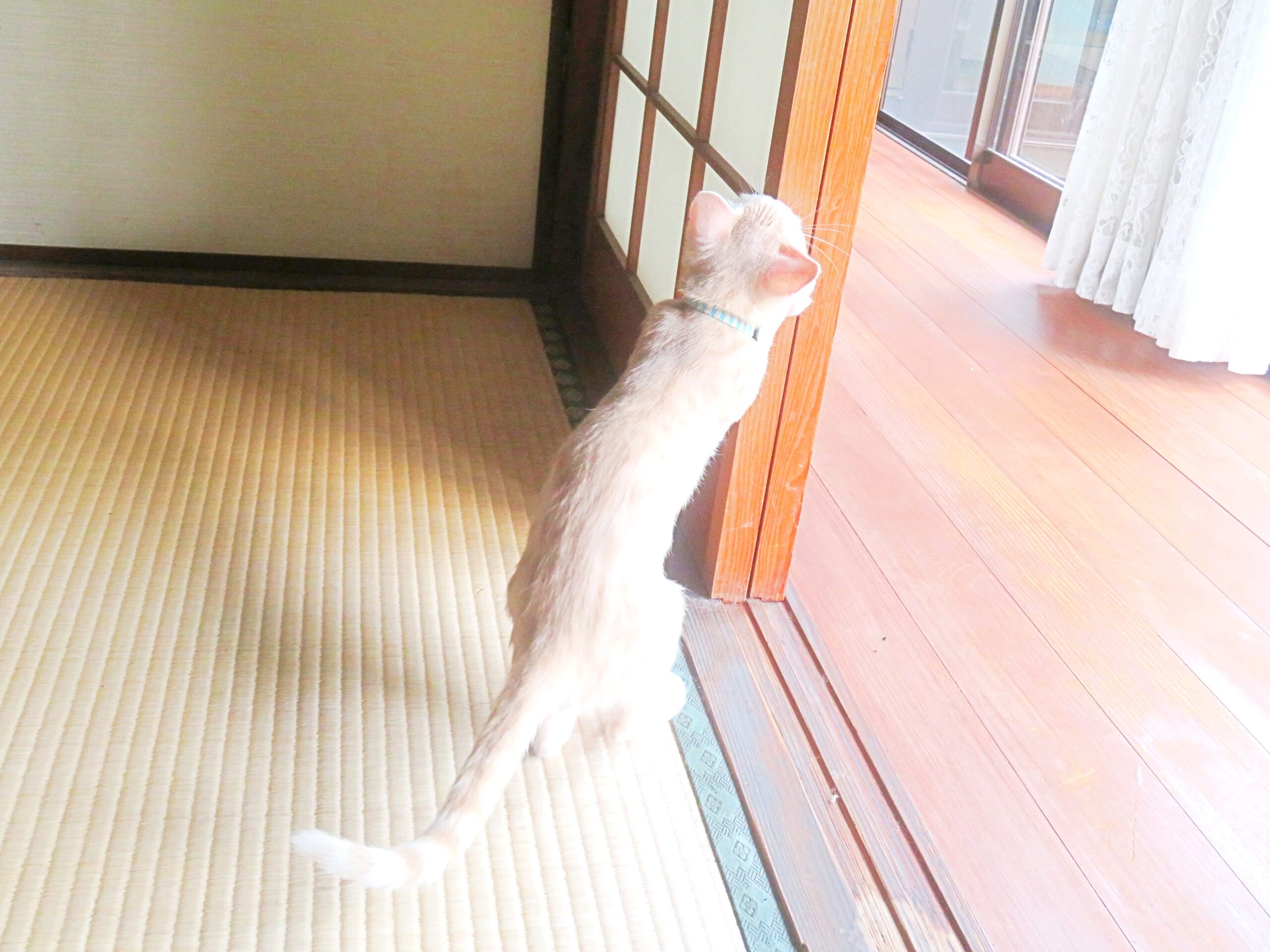 こねこ、そら、遊ぶ