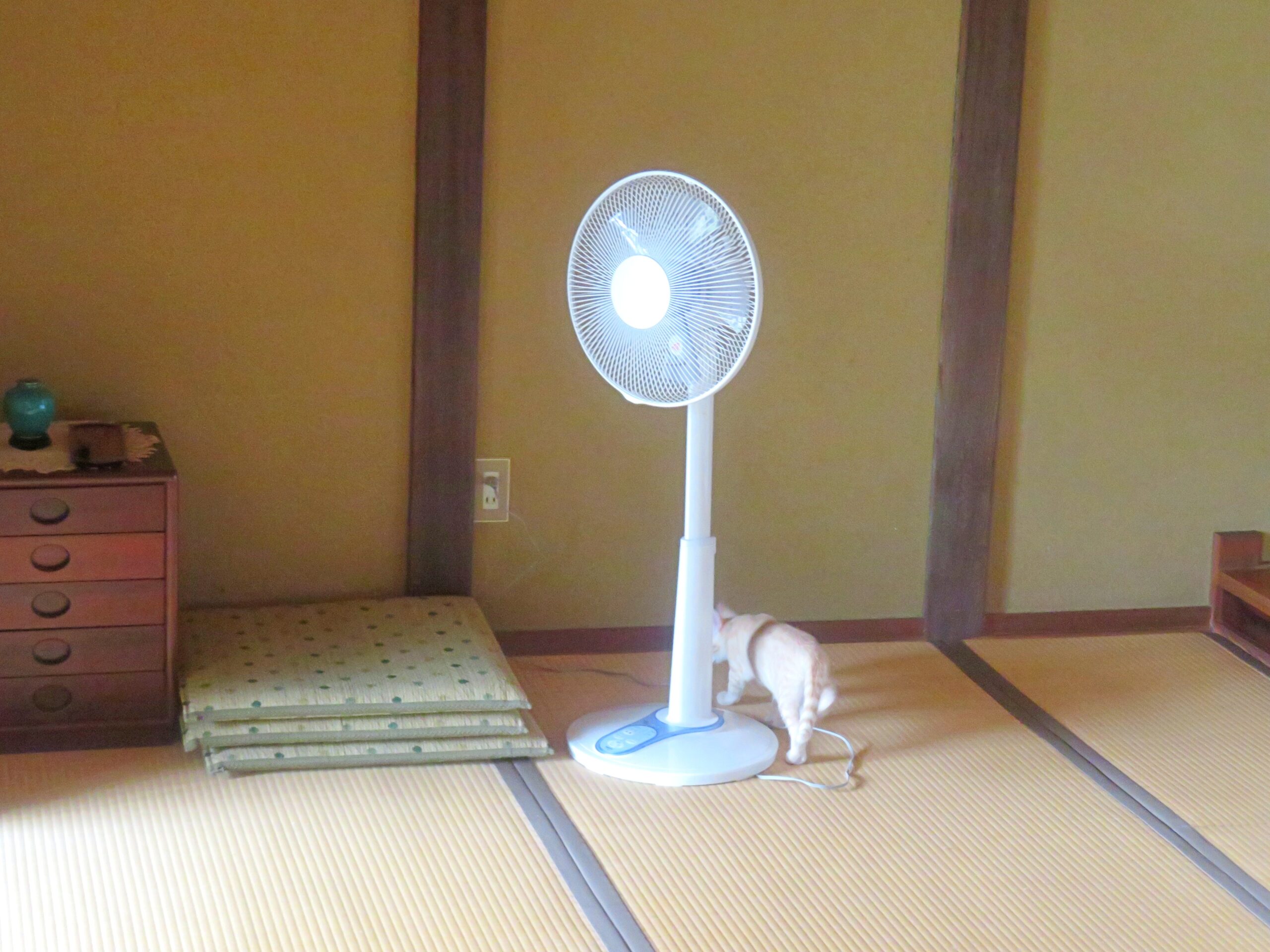 こねこ、そら、遊ぶ