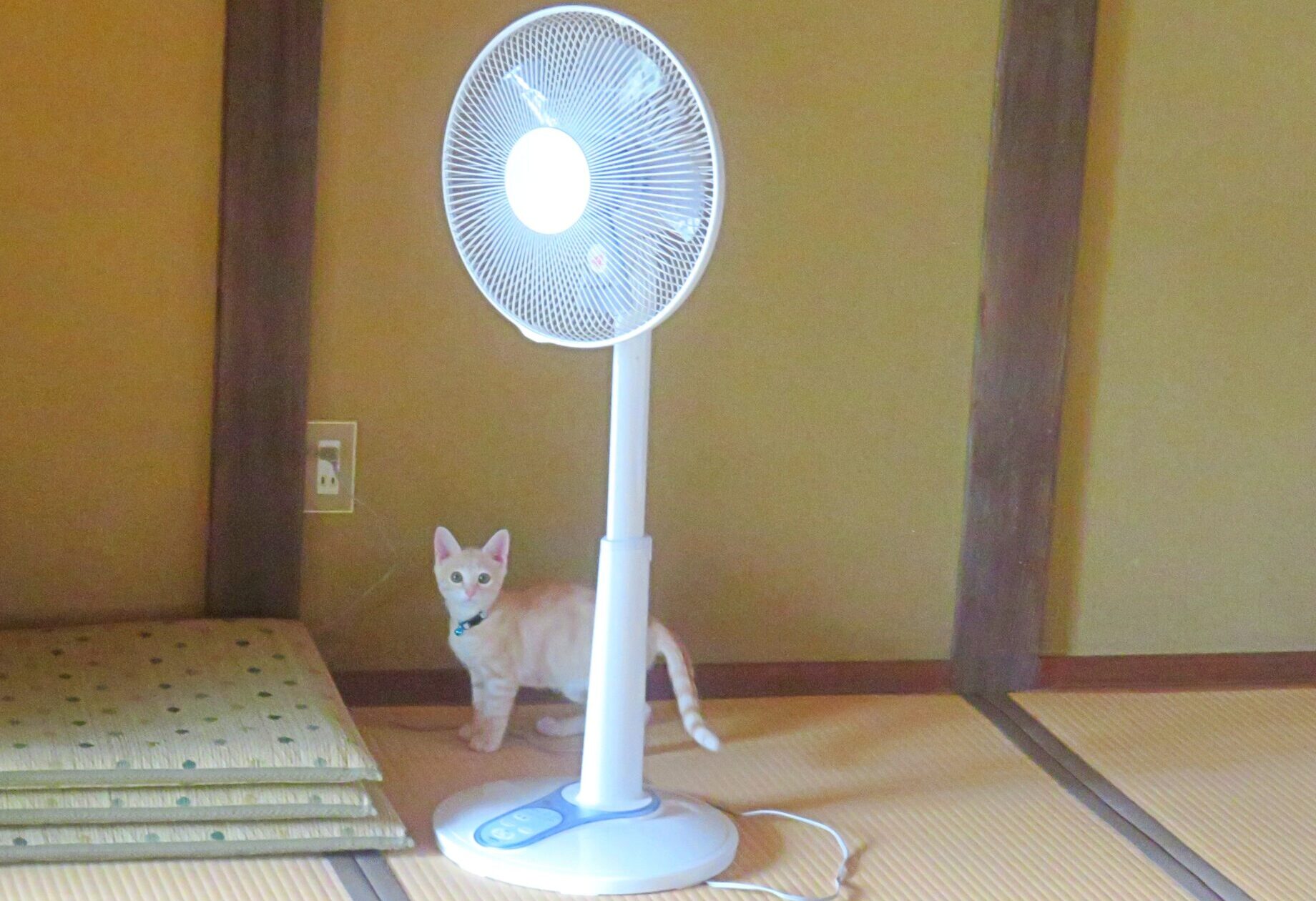 こねこ、そら、遊ぶ
