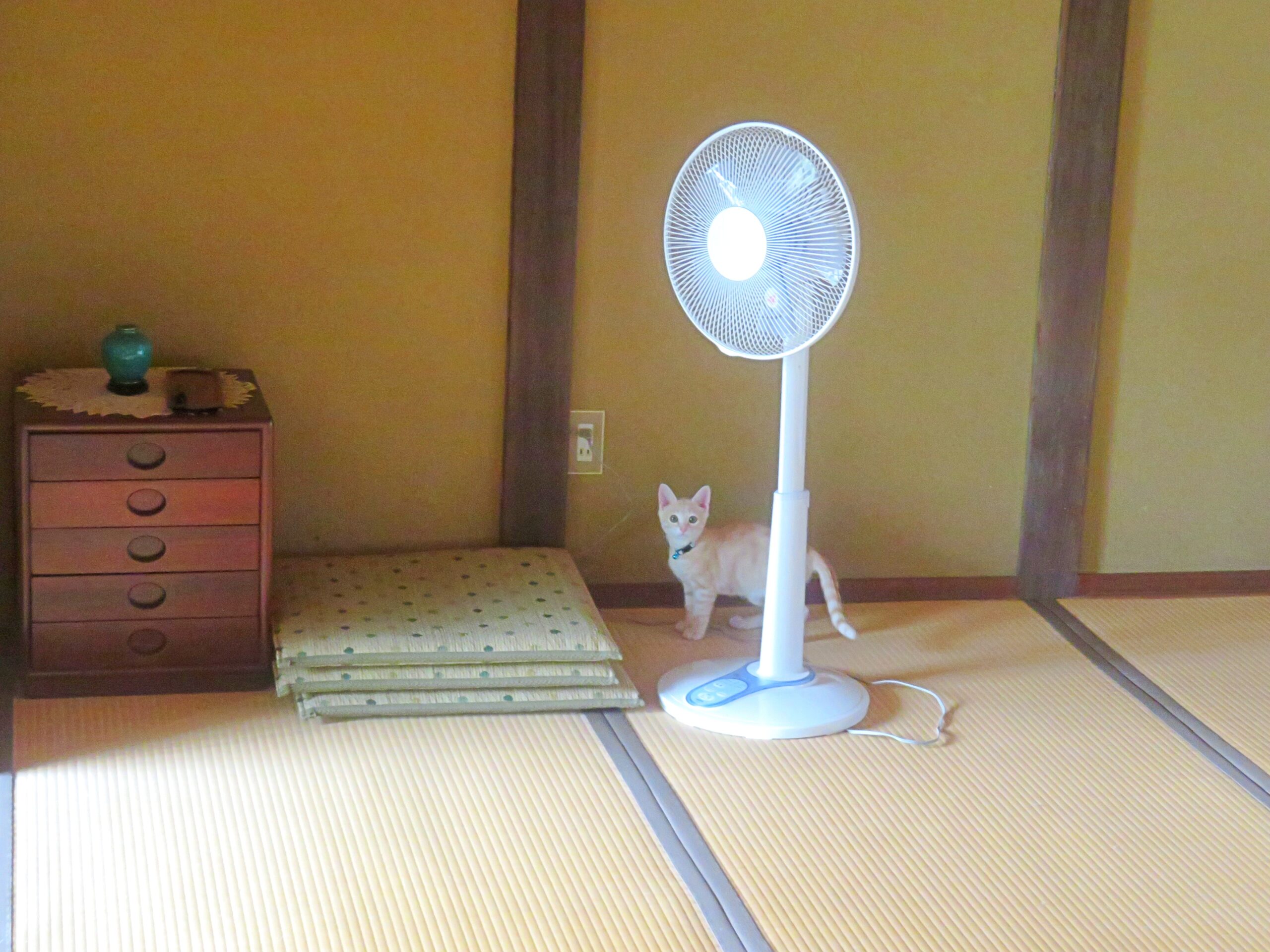 こねこ、そら、遊ぶ