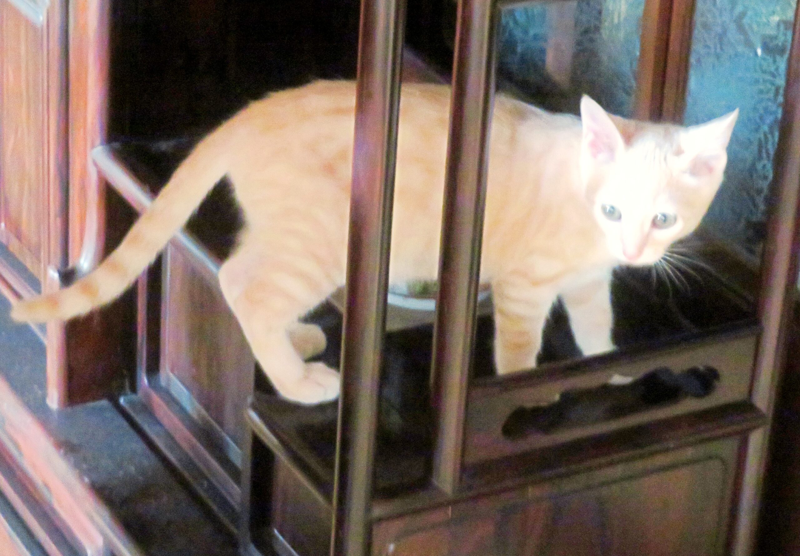 こねこ、そら、遊ぶ