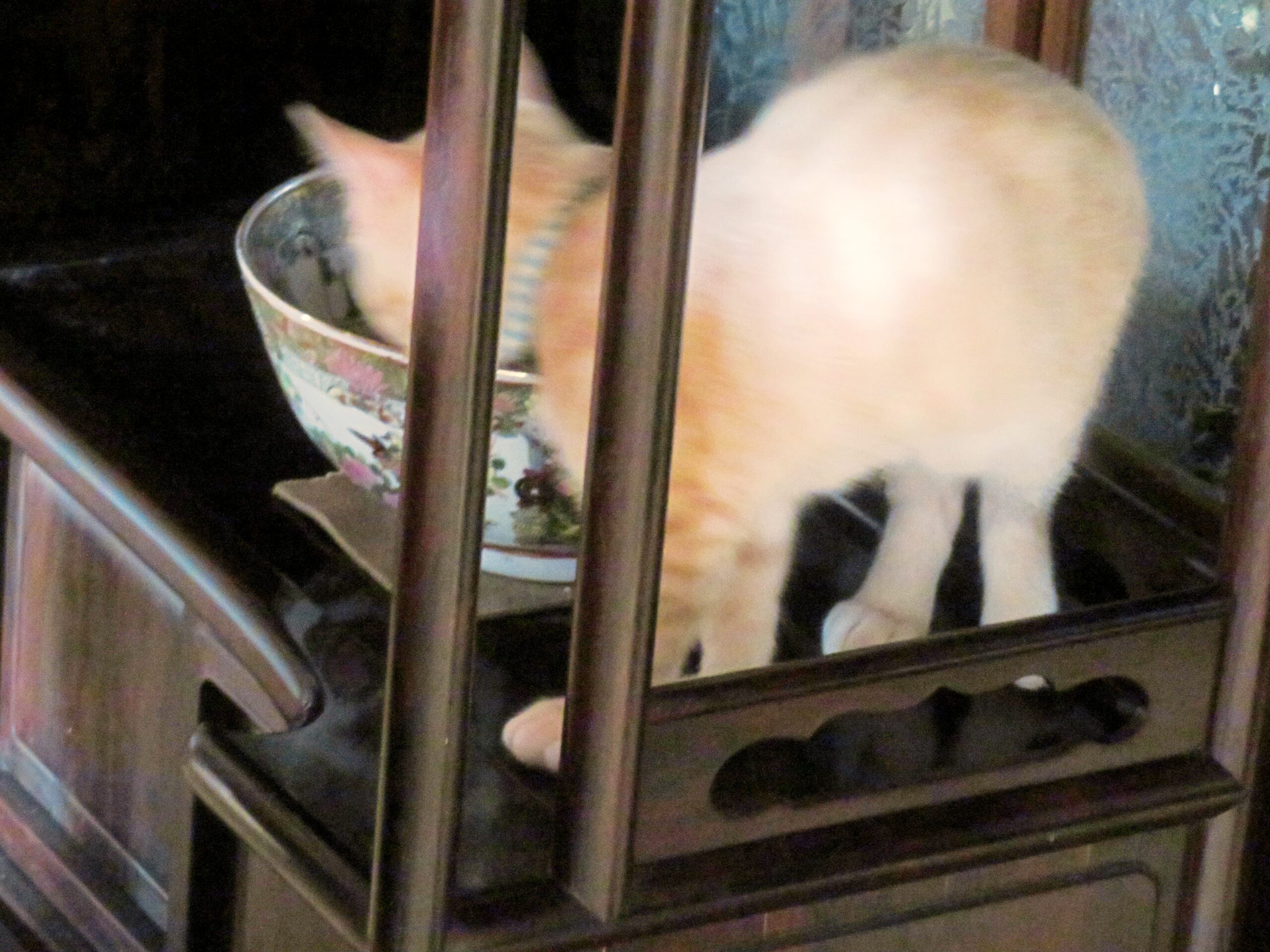 こねこ、そら、遊ぶ