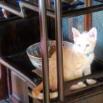 こねこ、そら、遊ぶ