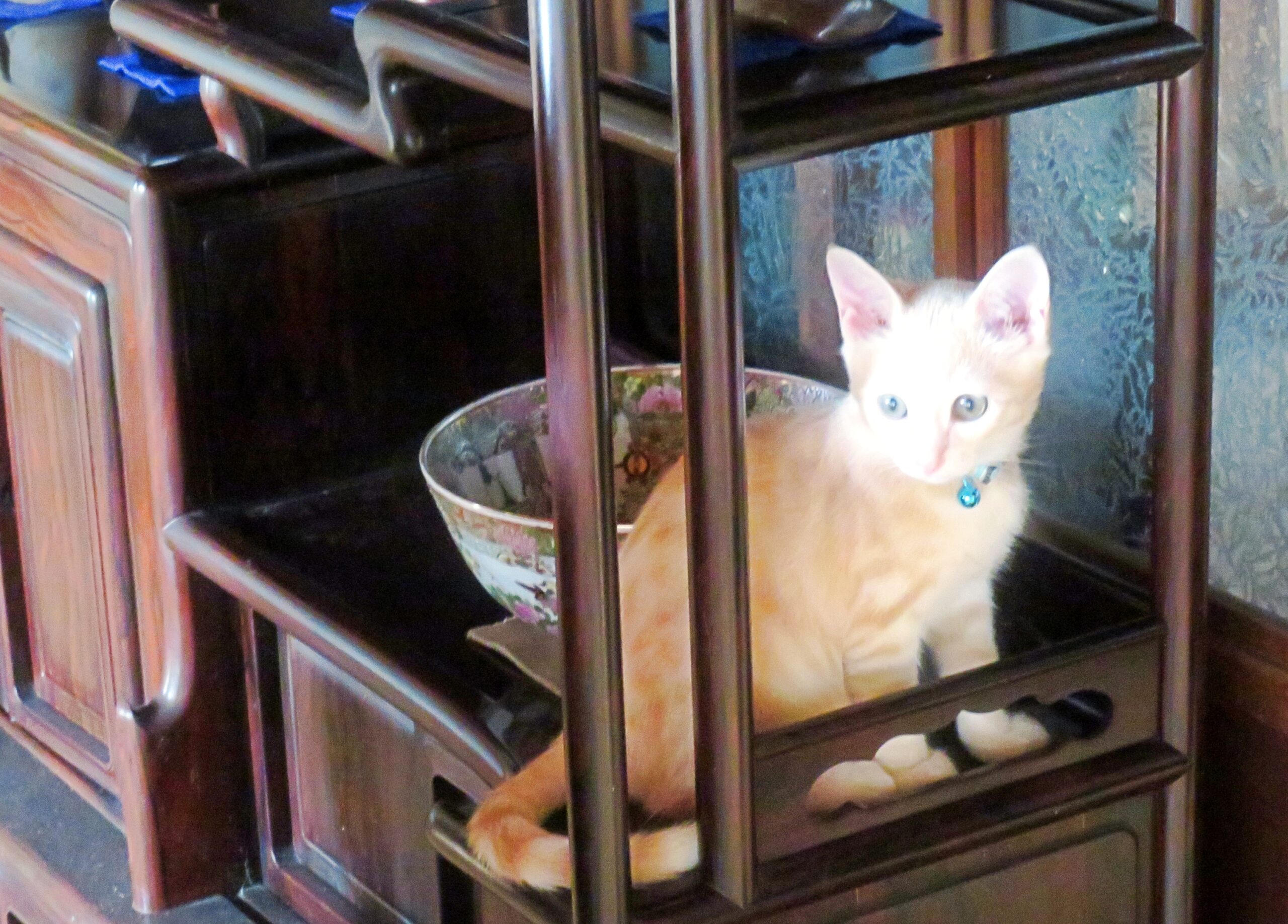 こねこ、そら、遊ぶ