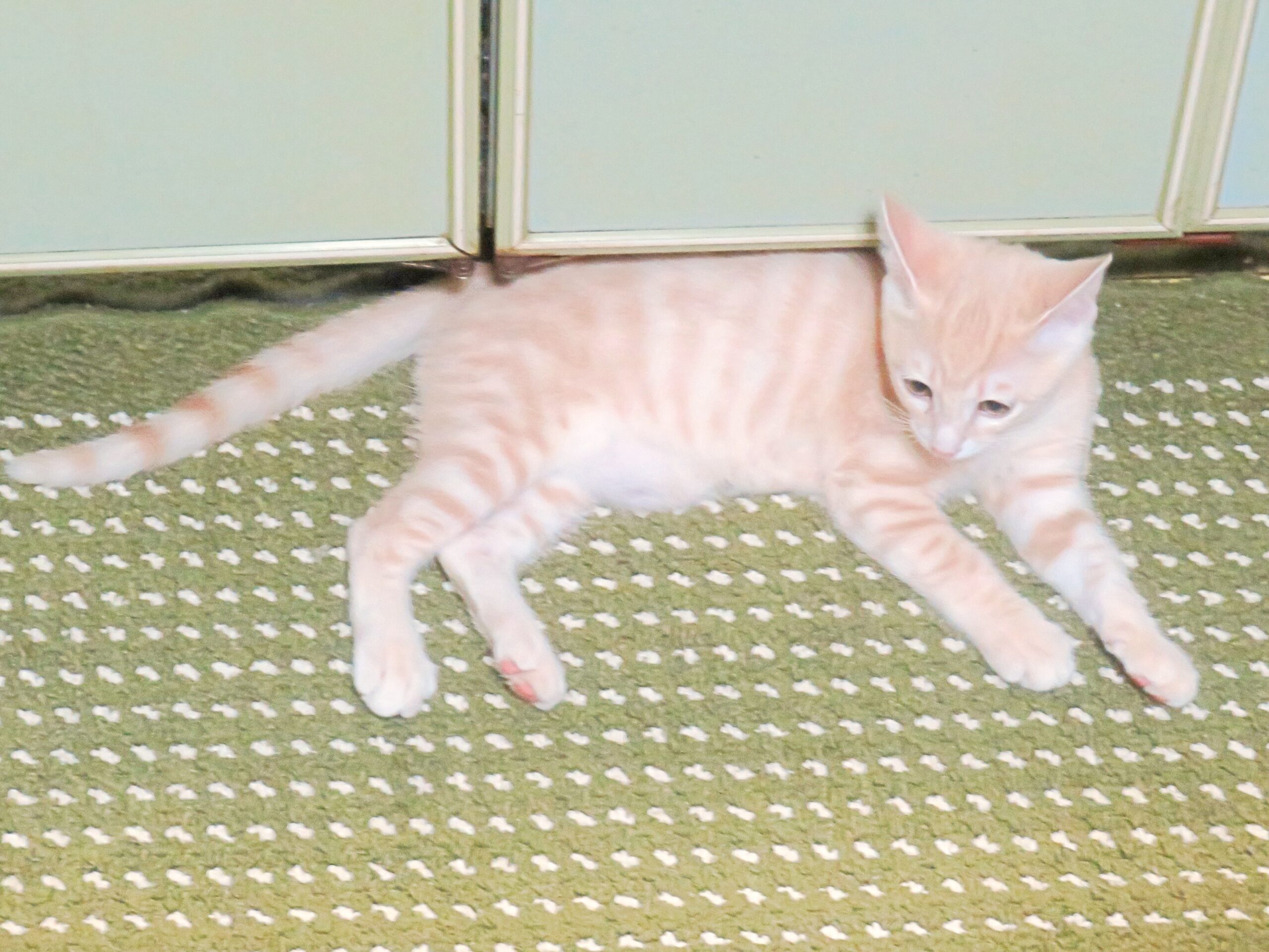こねこ、そら、遊ぶ