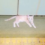 こねこ、そら、遊ぶ