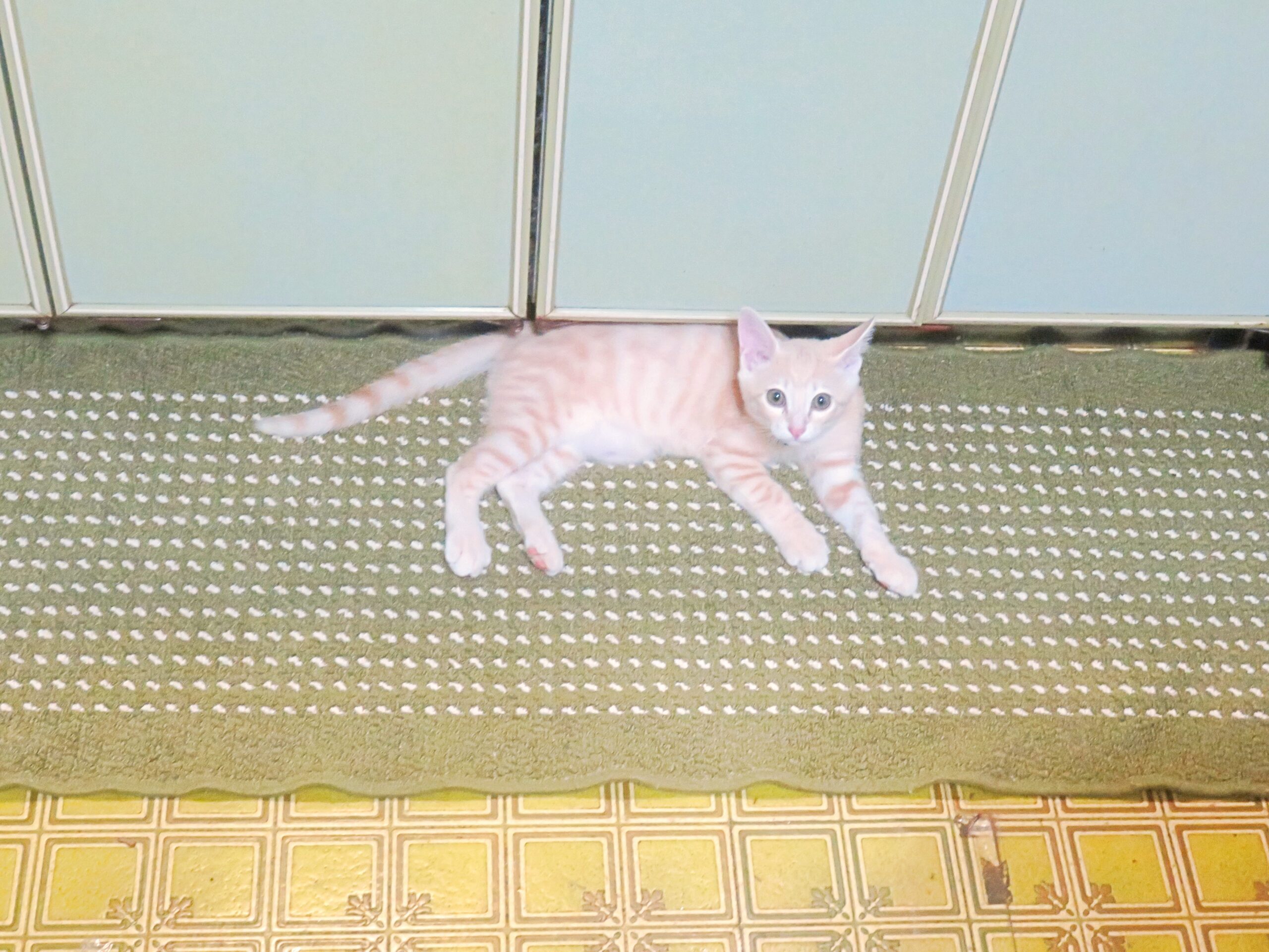 こねこ、そら、遊ぶ