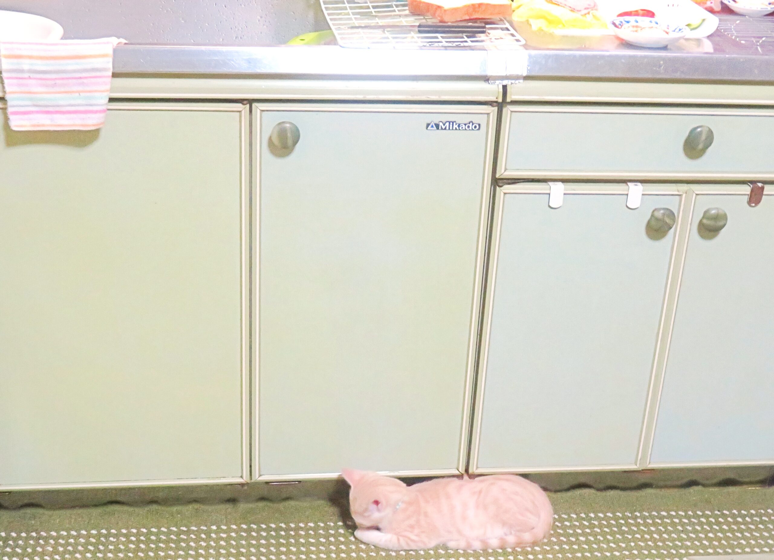 こねこ、そら、遊ぶ