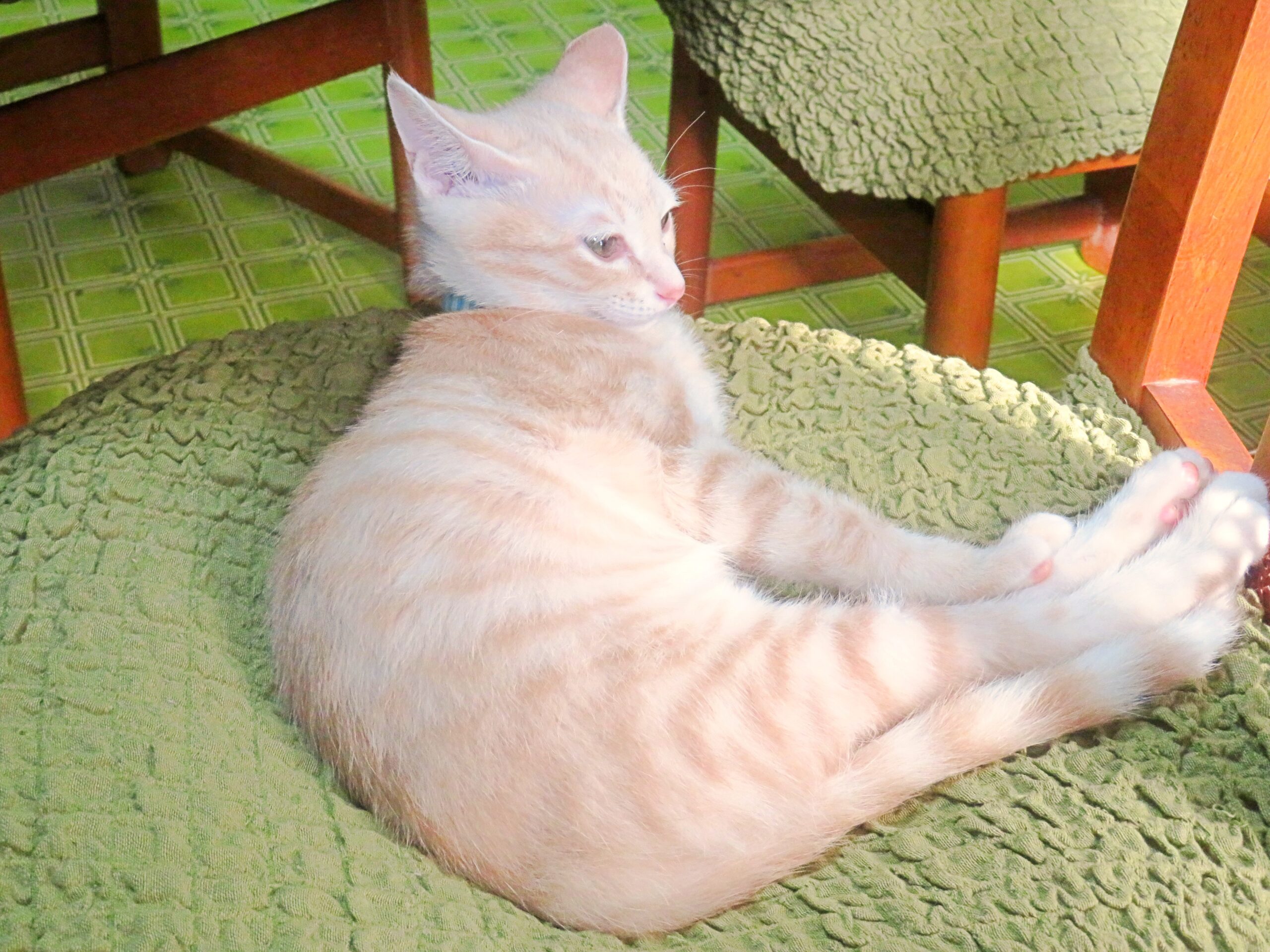 こねこ、そら、遊ぶ