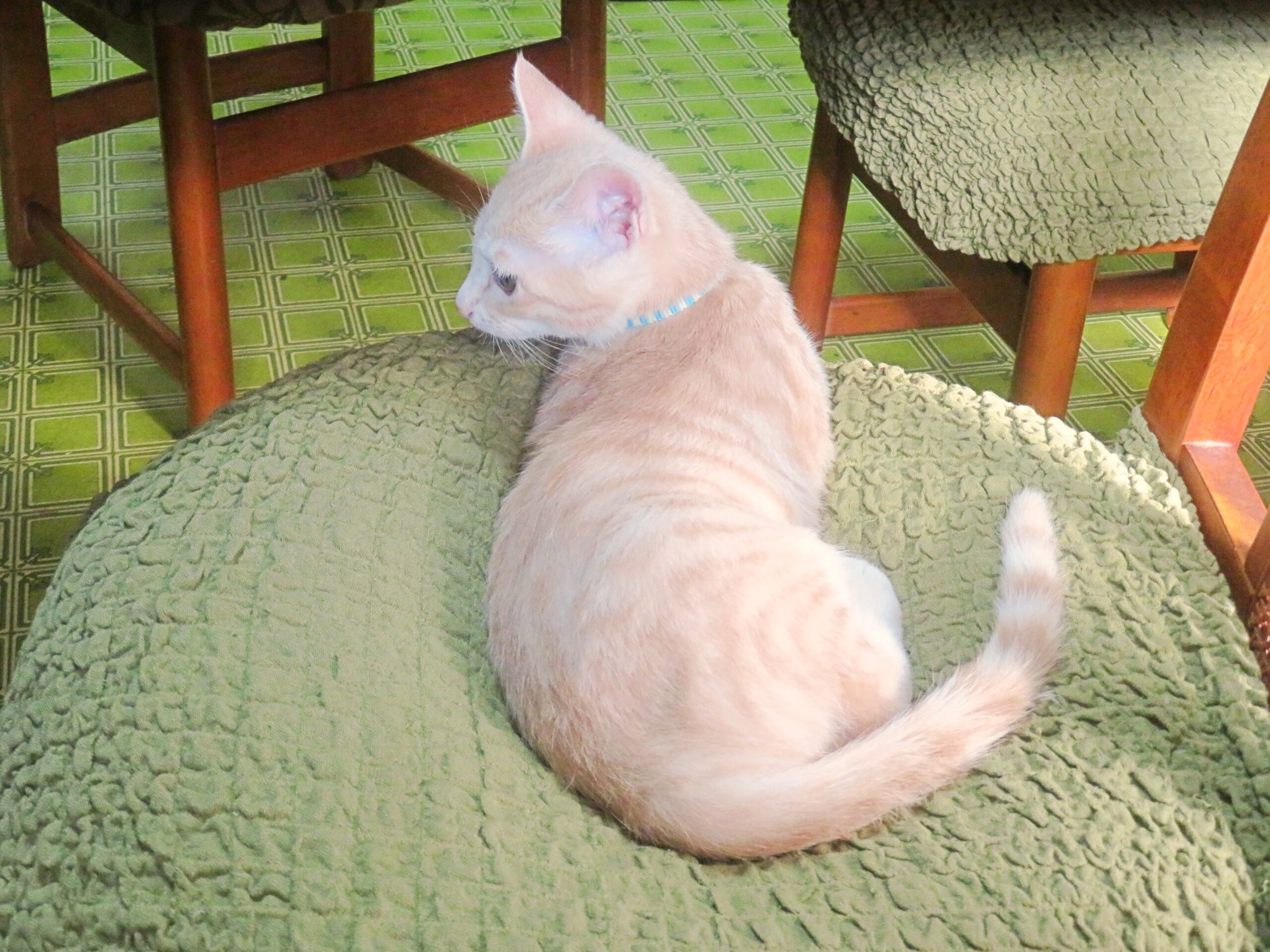 こねこ、そら、遊ぶ