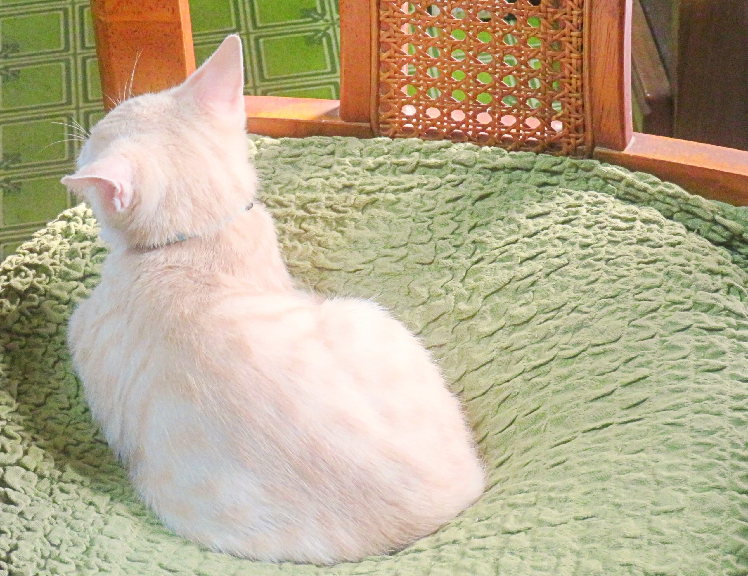 こねこ、そら、遊ぶ