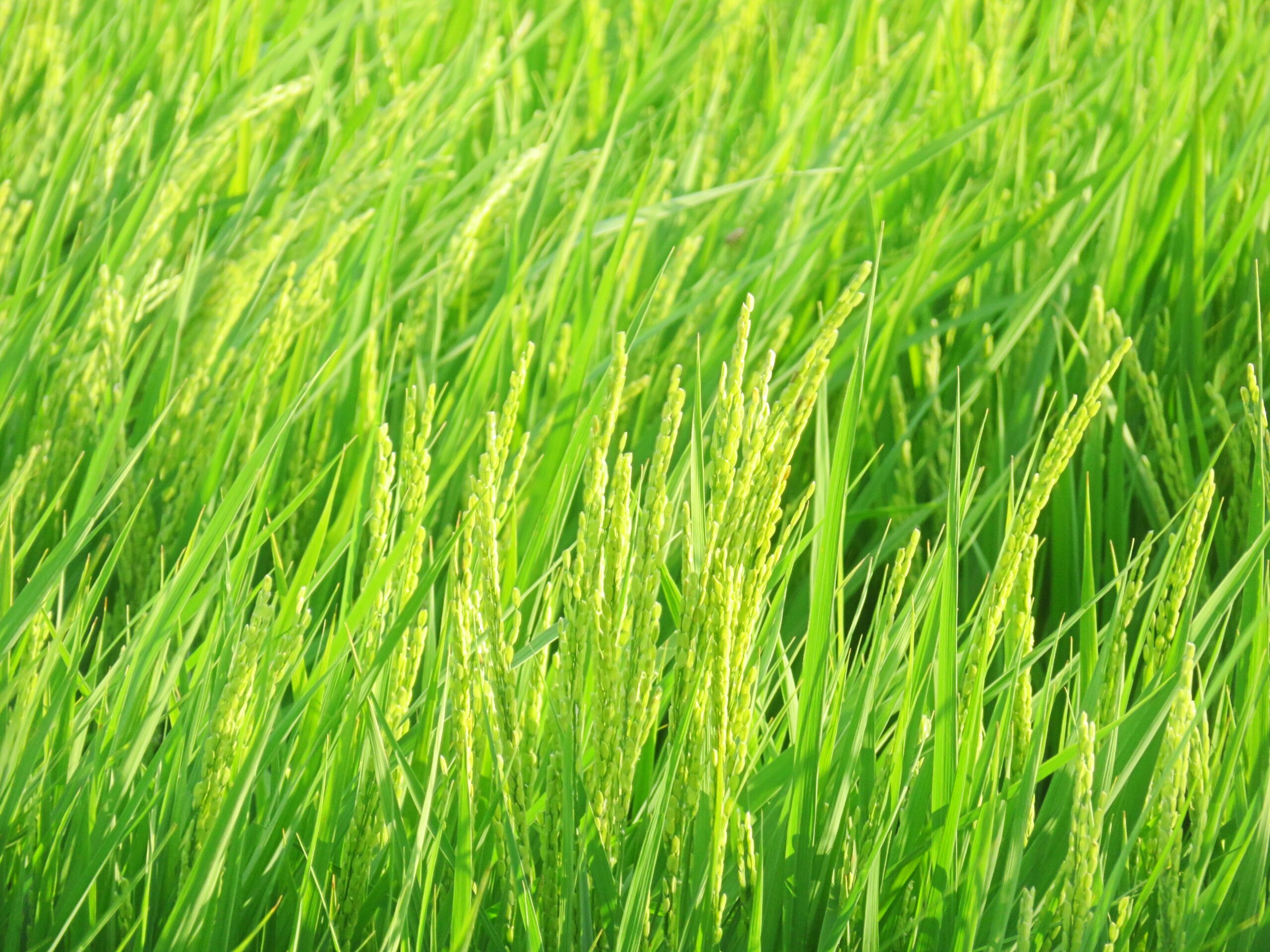 8月の田んぼ