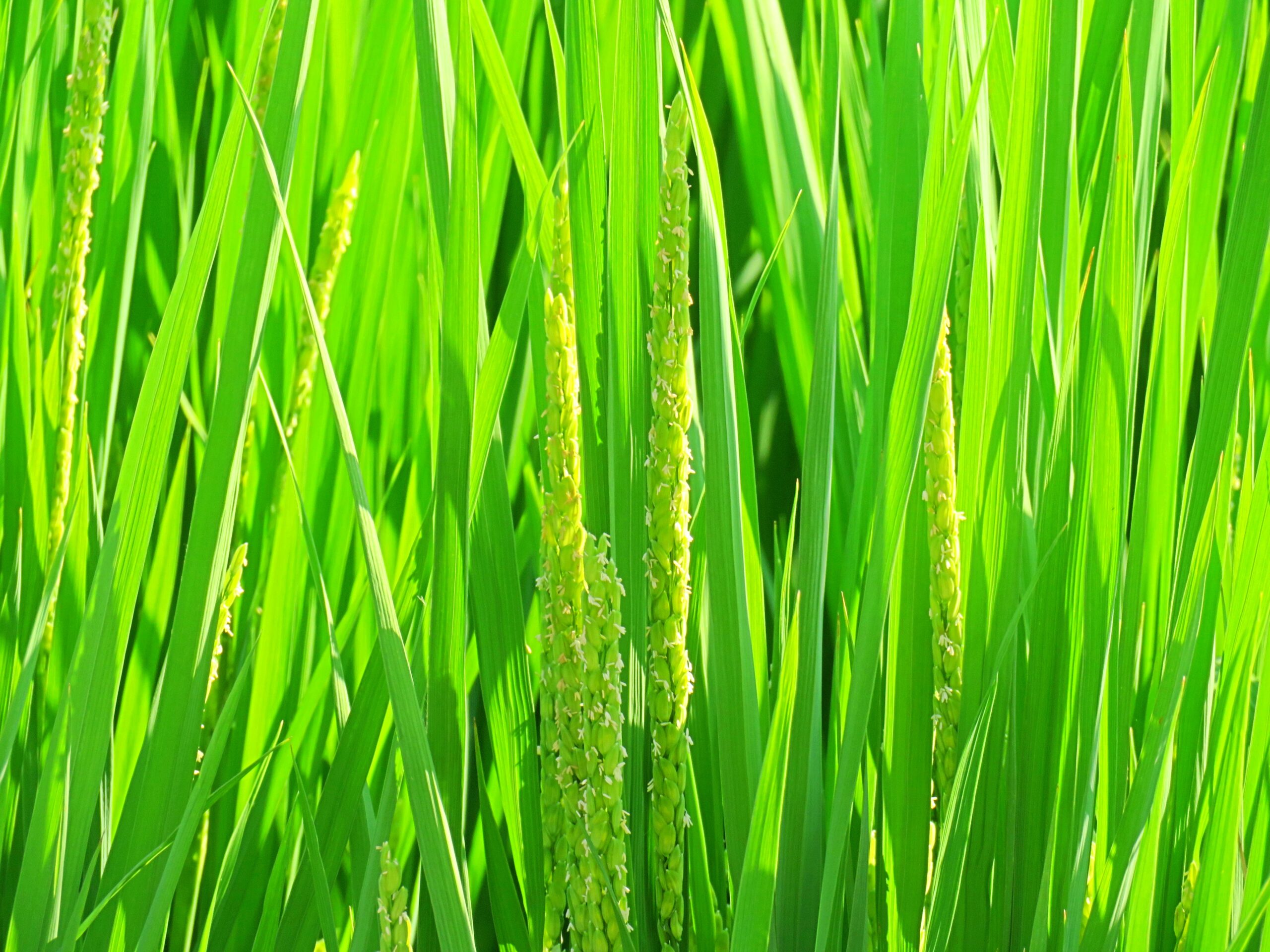 8月の田んぼ