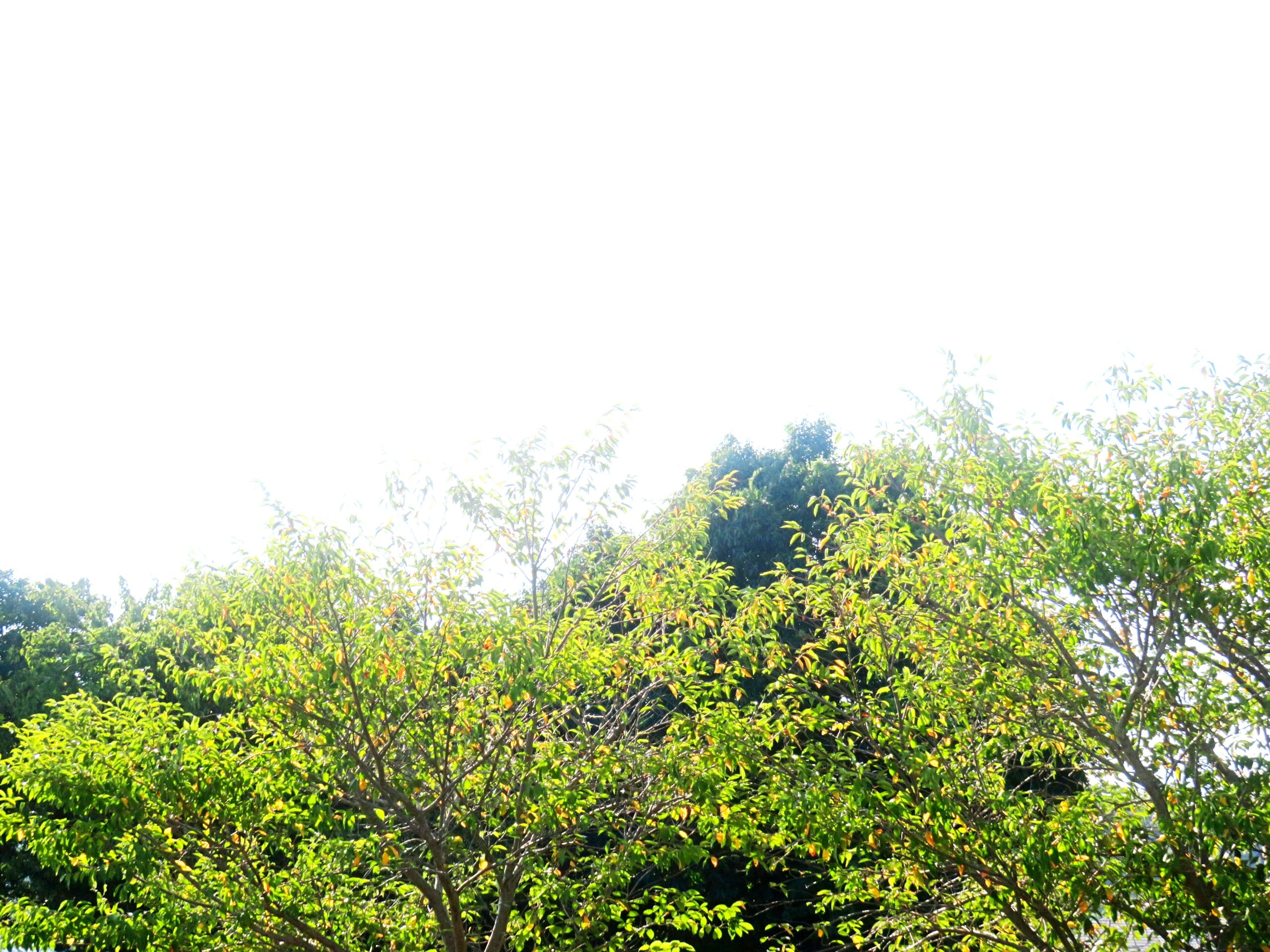 8月の桜