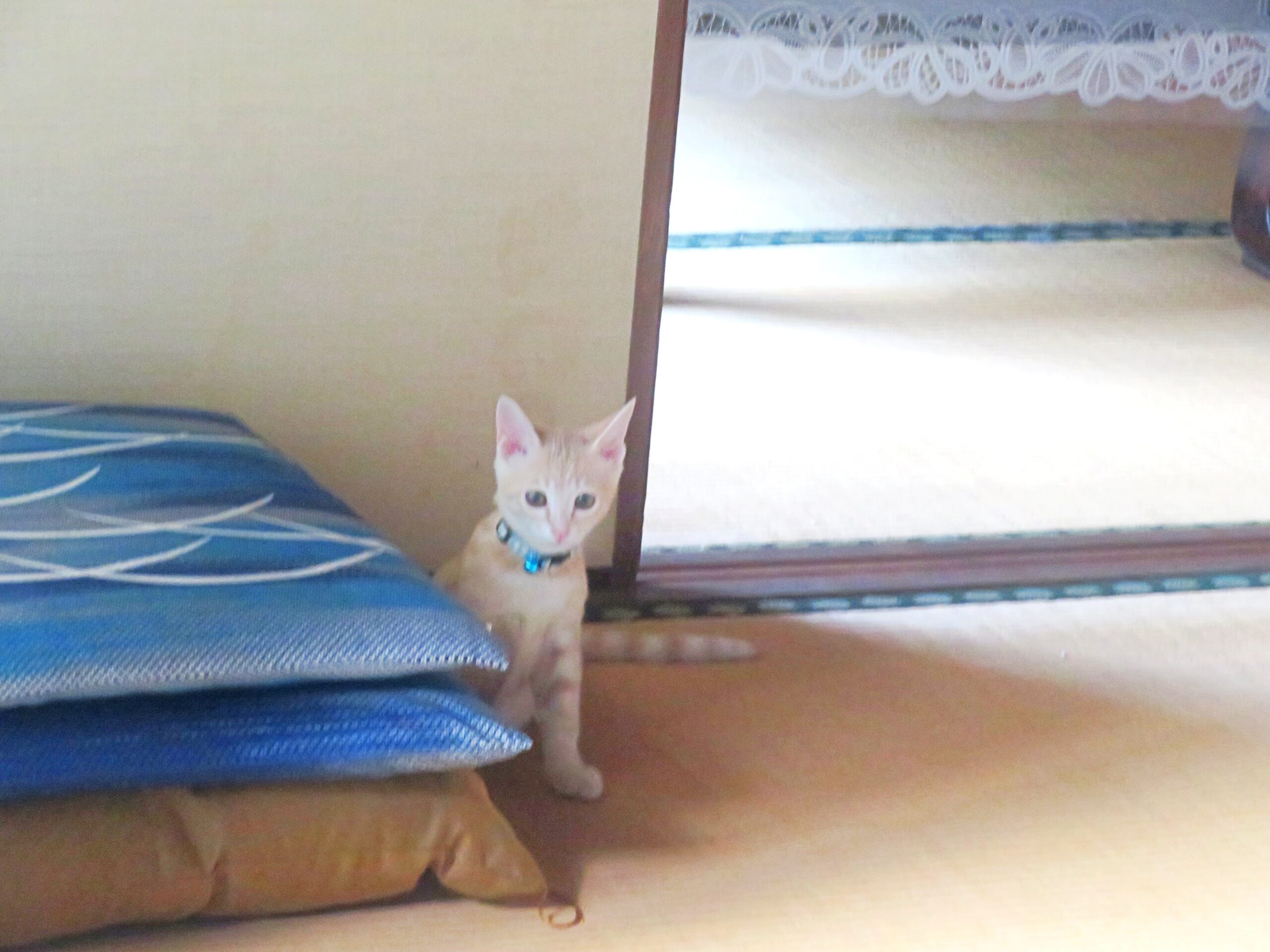こねこ、そら、遊ぶ