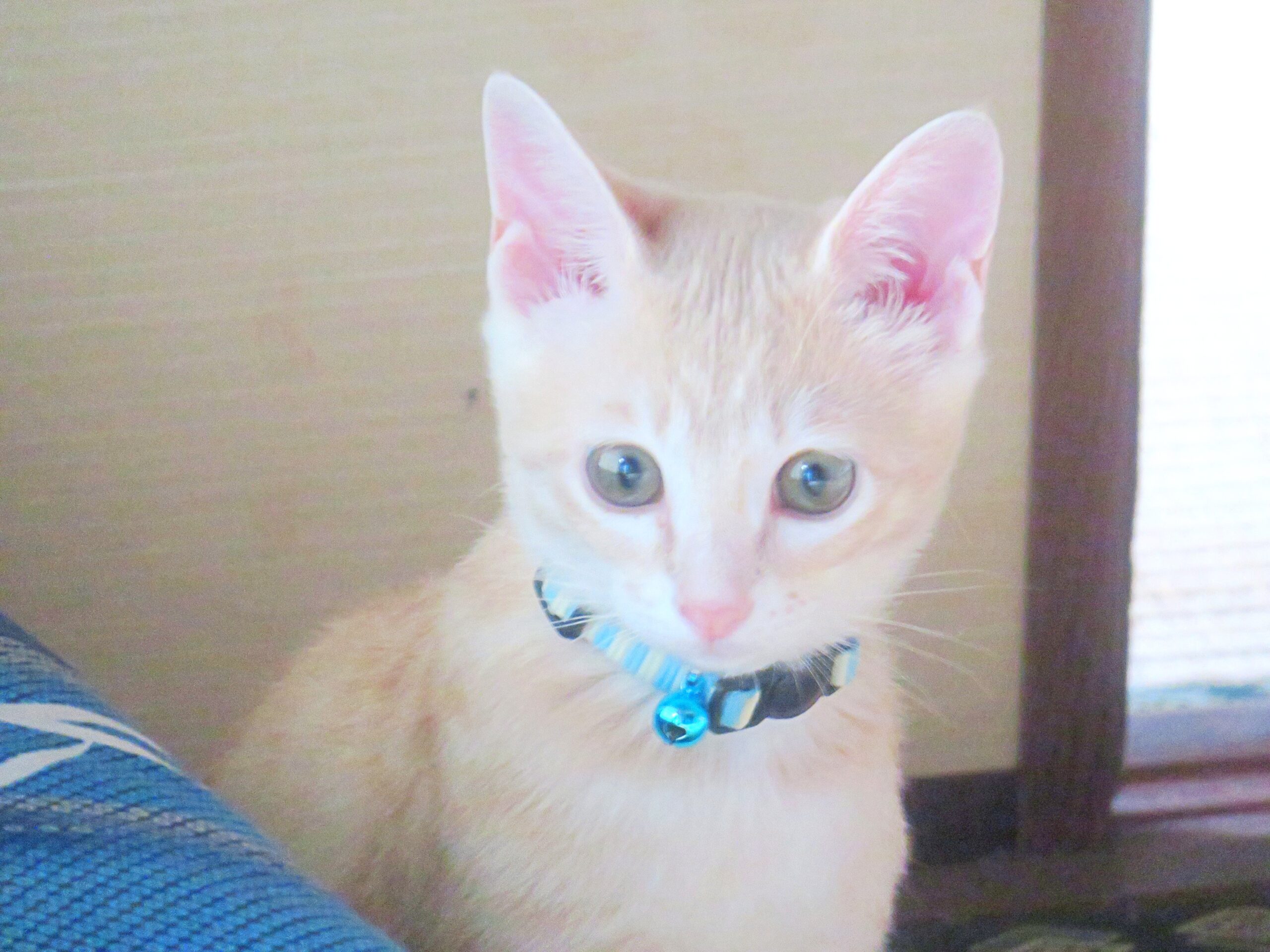 こねこ、そら、遊ぶ