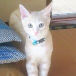 こねこ、そら、遊ぶ