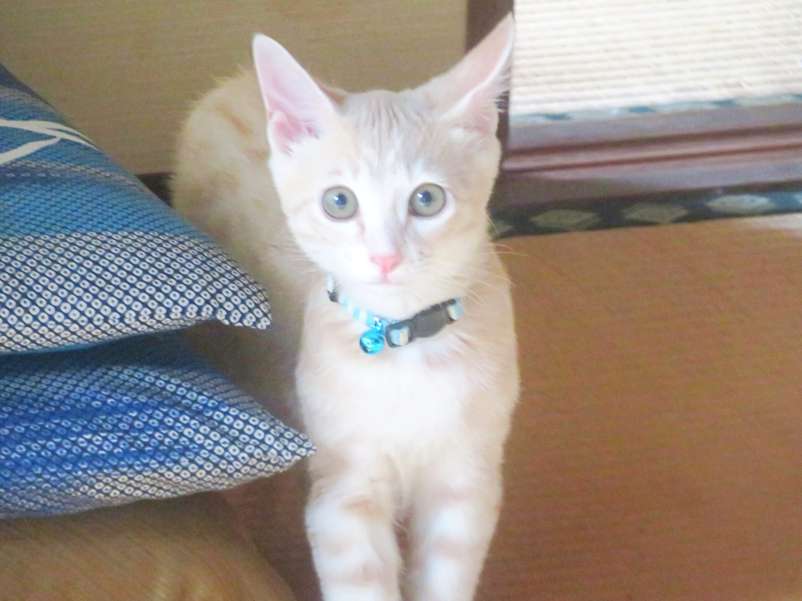 こねこ、そら、遊ぶ