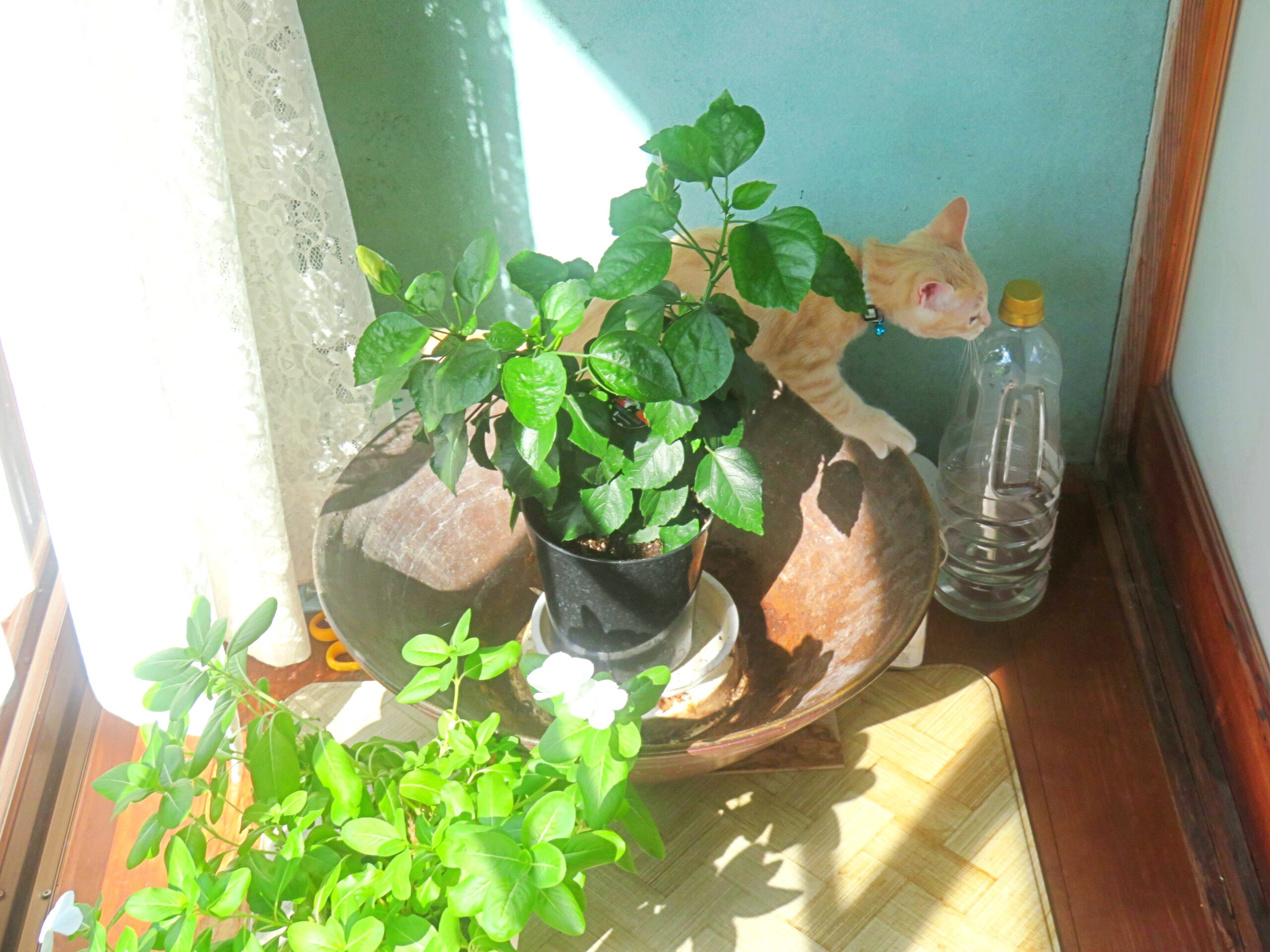 こねこ、そら、遊ぶ
