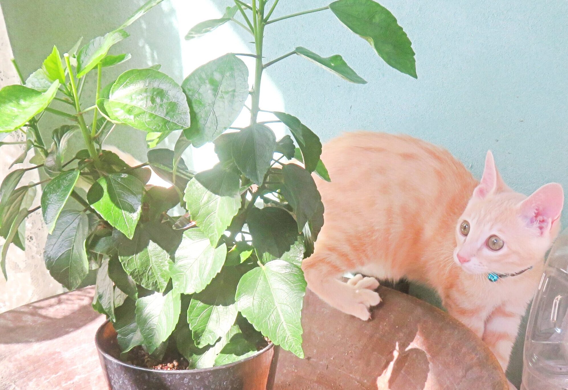 こねこ、そら、遊ぶ