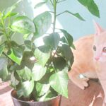 こねこ、そら、遊ぶ