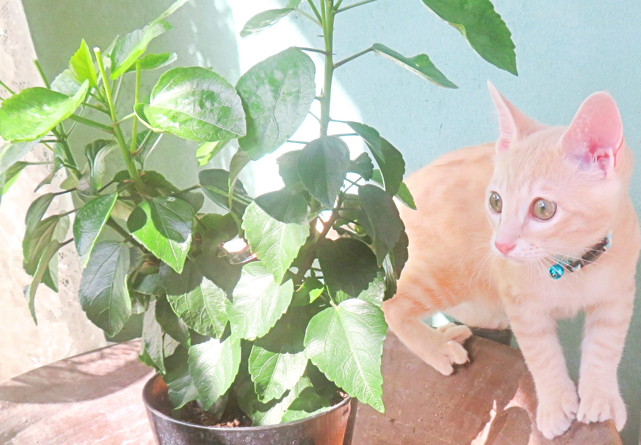 こねこ、そら、遊ぶ
