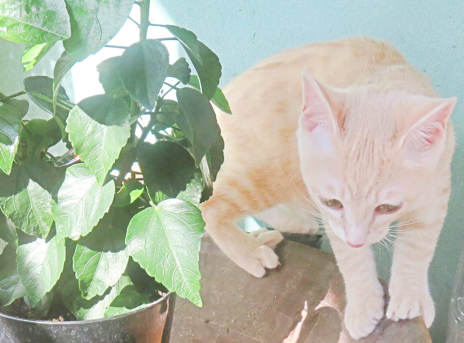こねこ、そら、遊ぶ