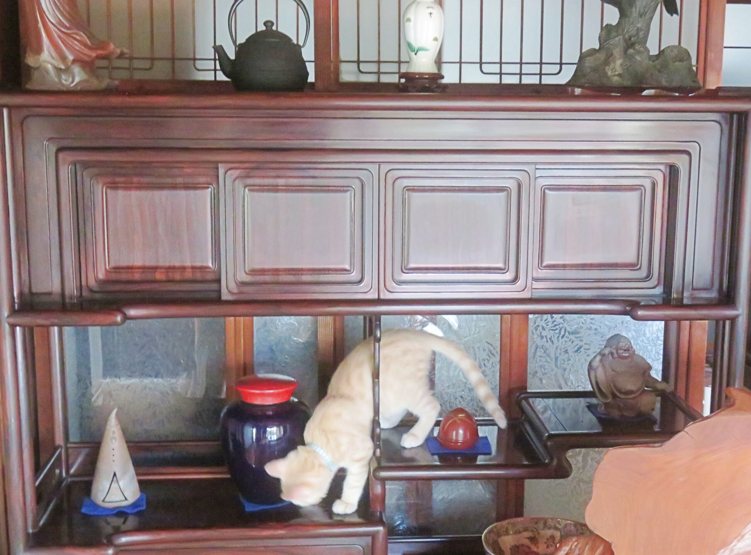 こねこ、そら、遊ぶ