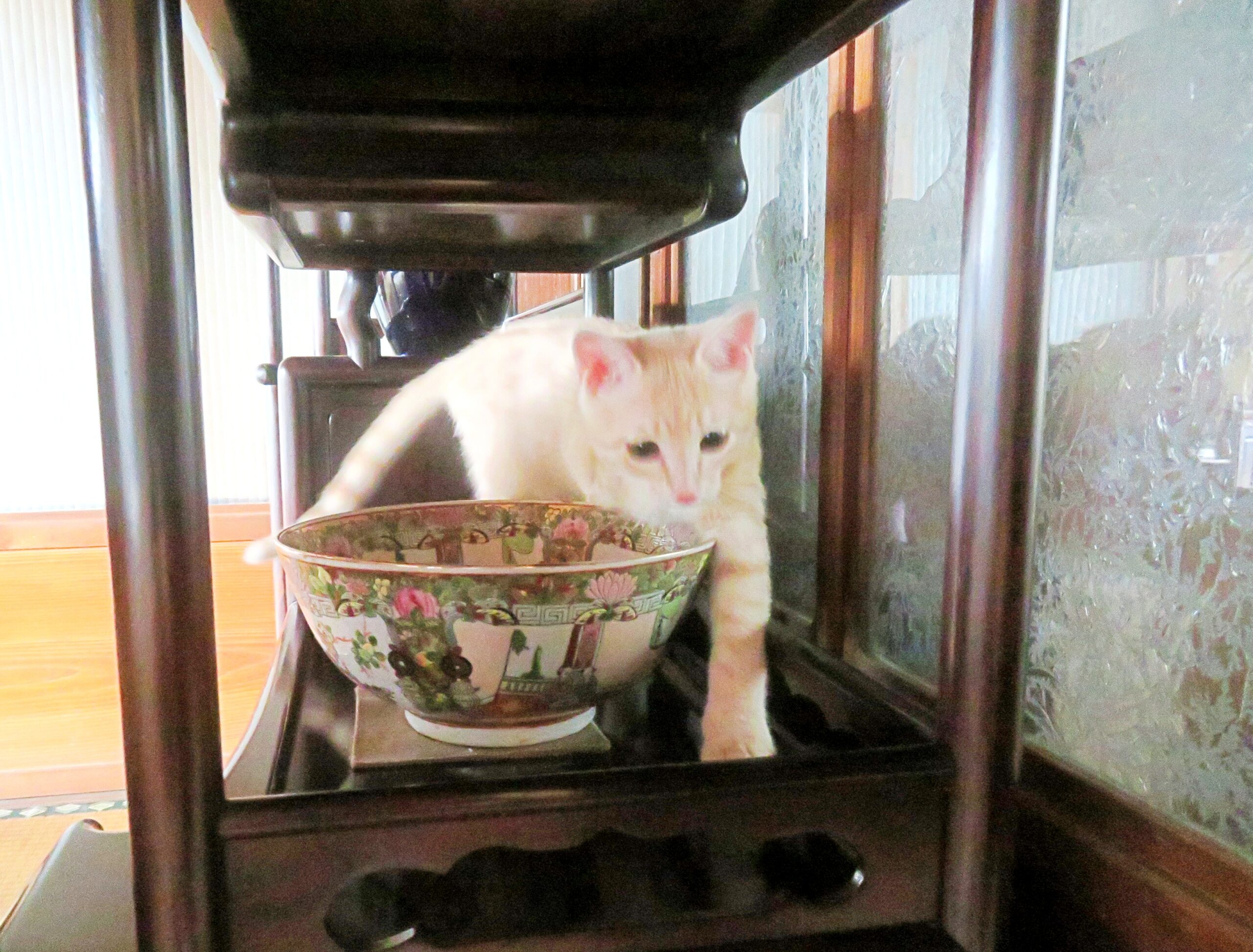 こねこ、そら、遊ぶ