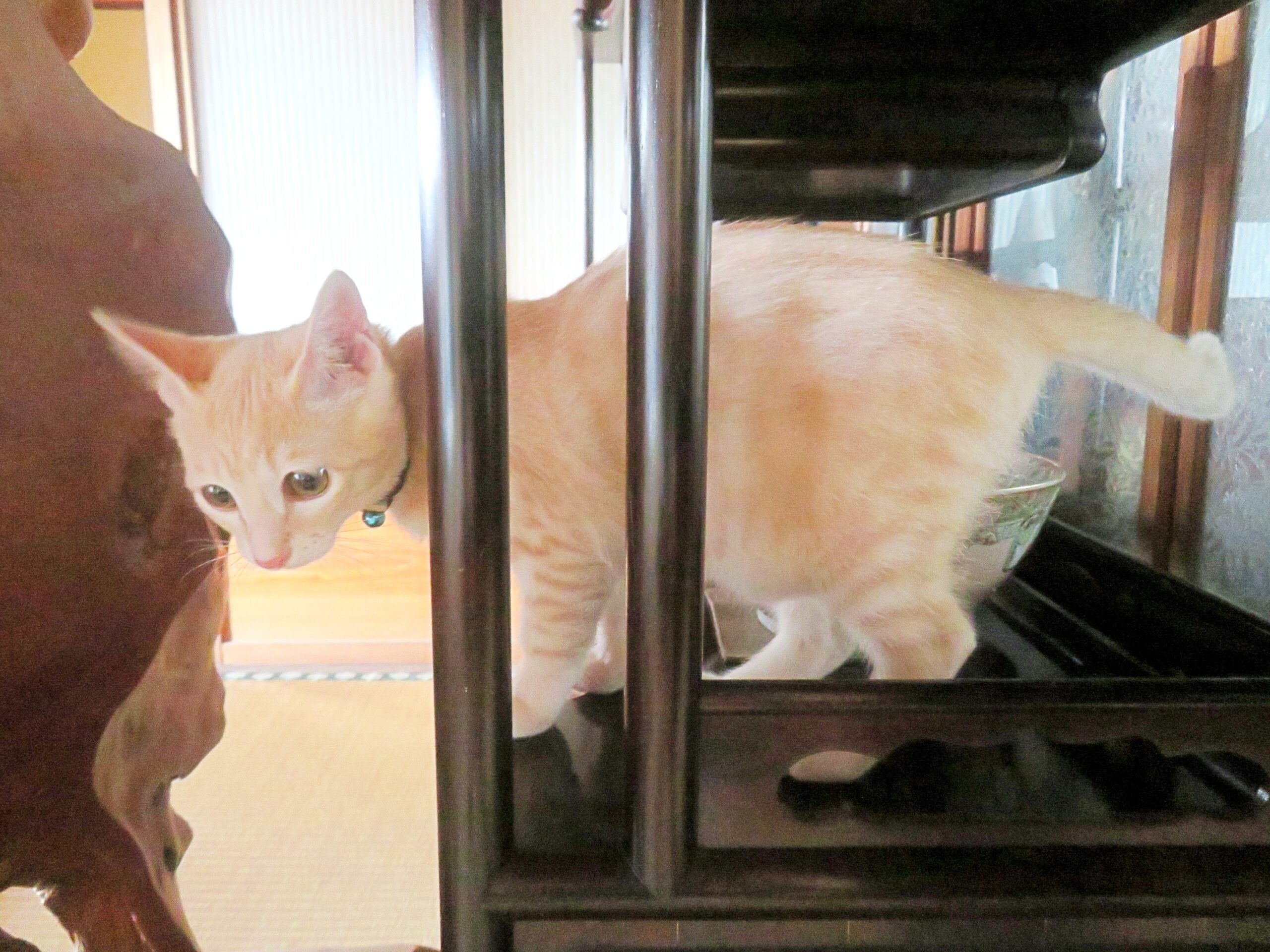 こねこ、そら、遊ぶ