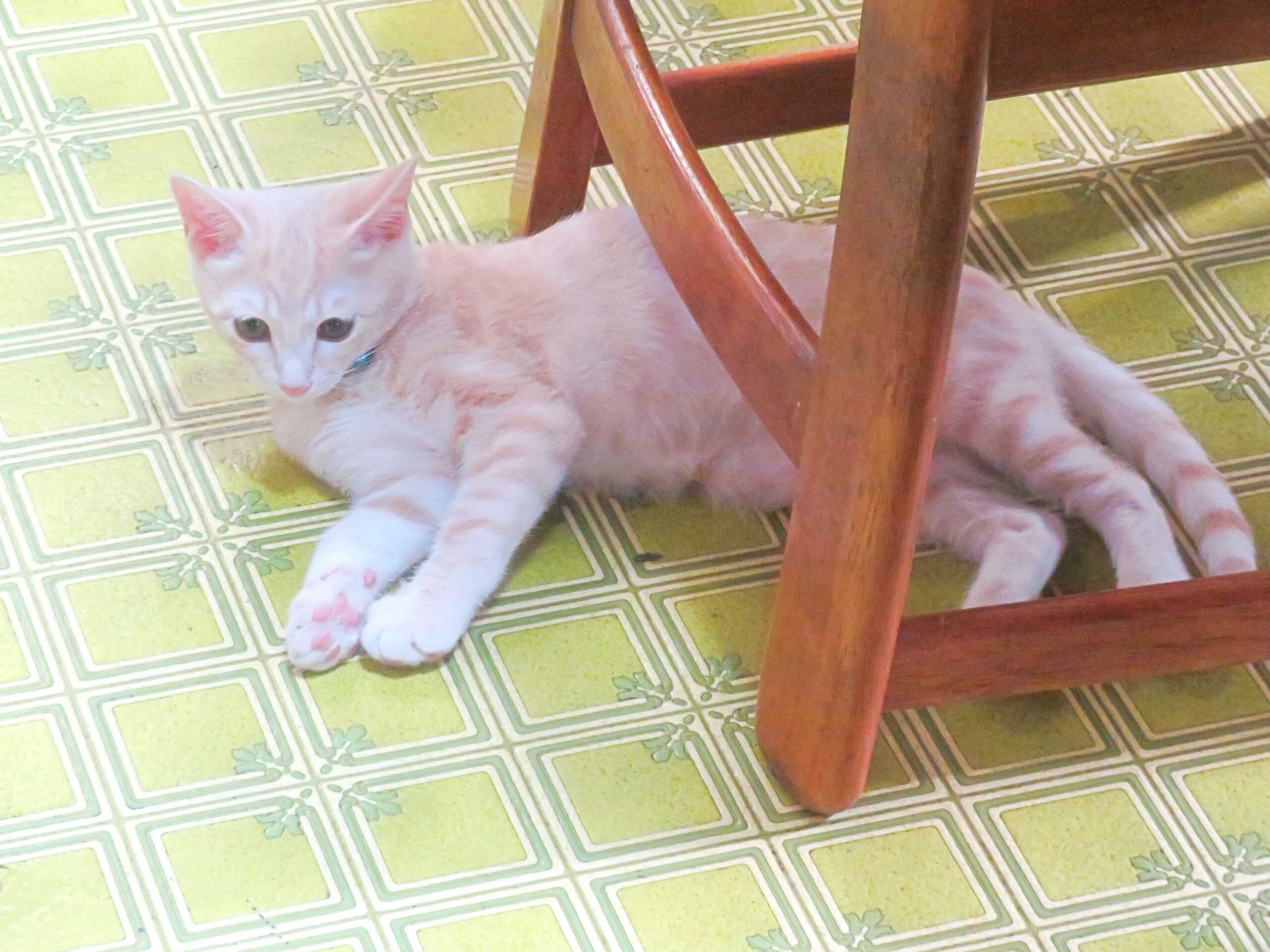 こねこ、そら、遊ぶ